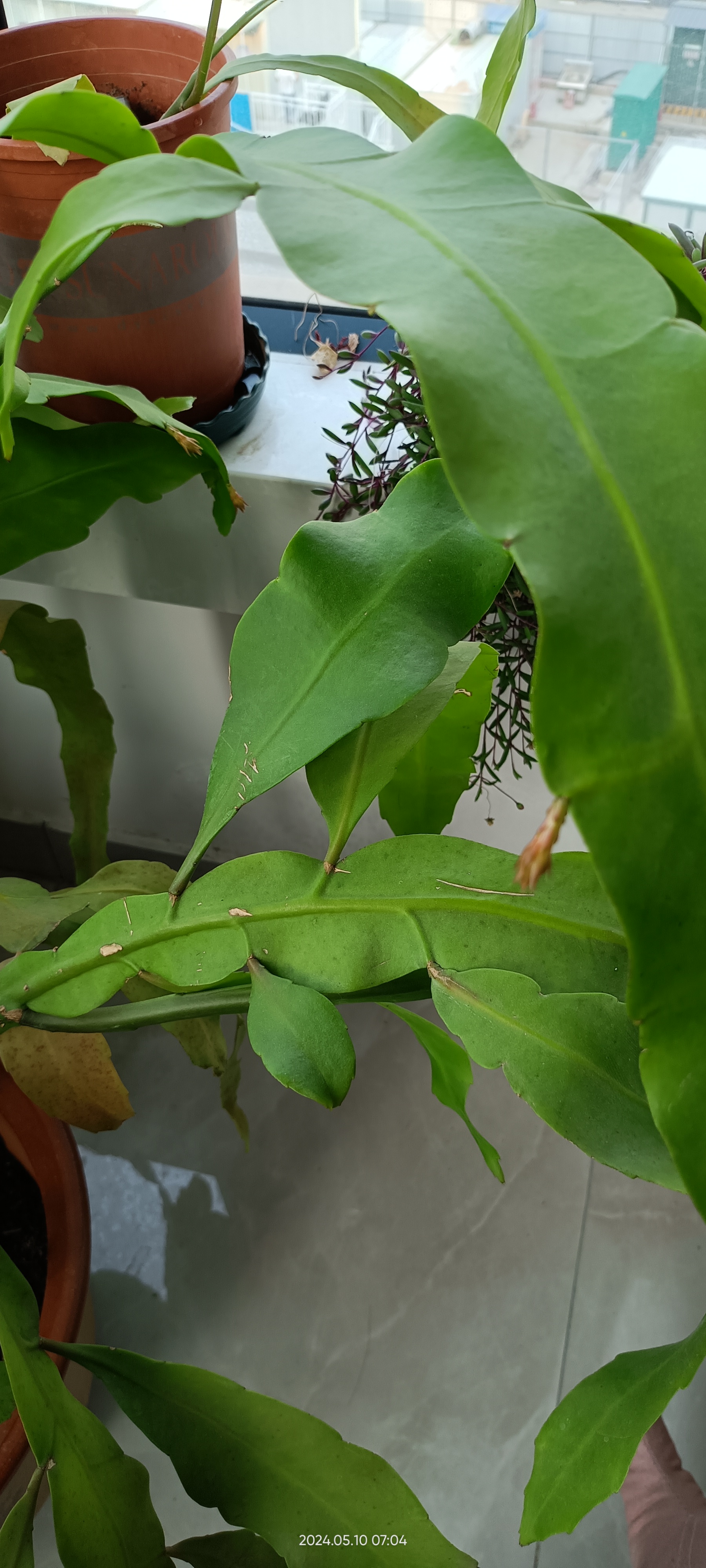 今早发现,我的昙花出了三个花苞.