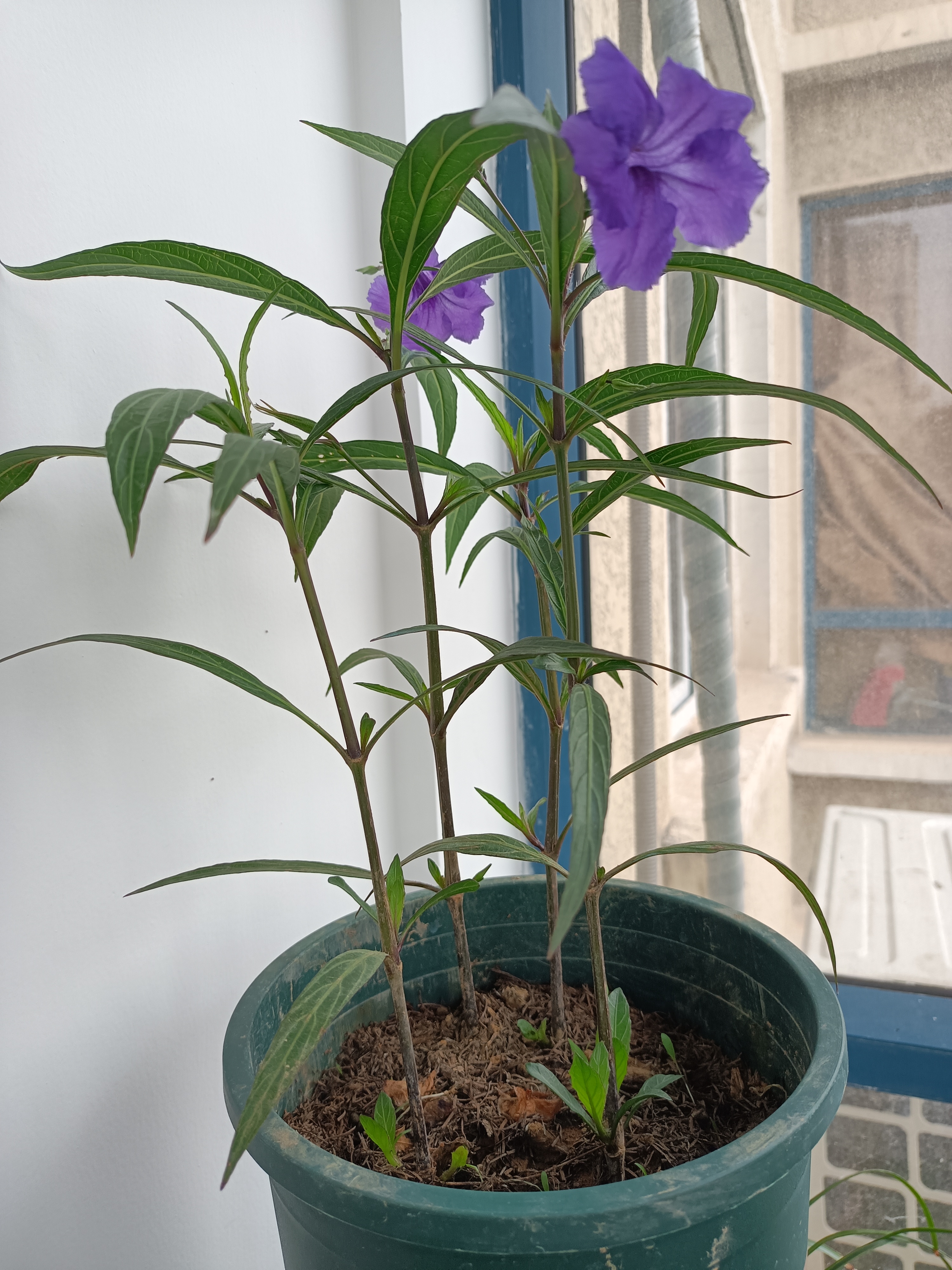 曾经水培和土培的翠芦莉,都开出紫色的小花,清新可人!