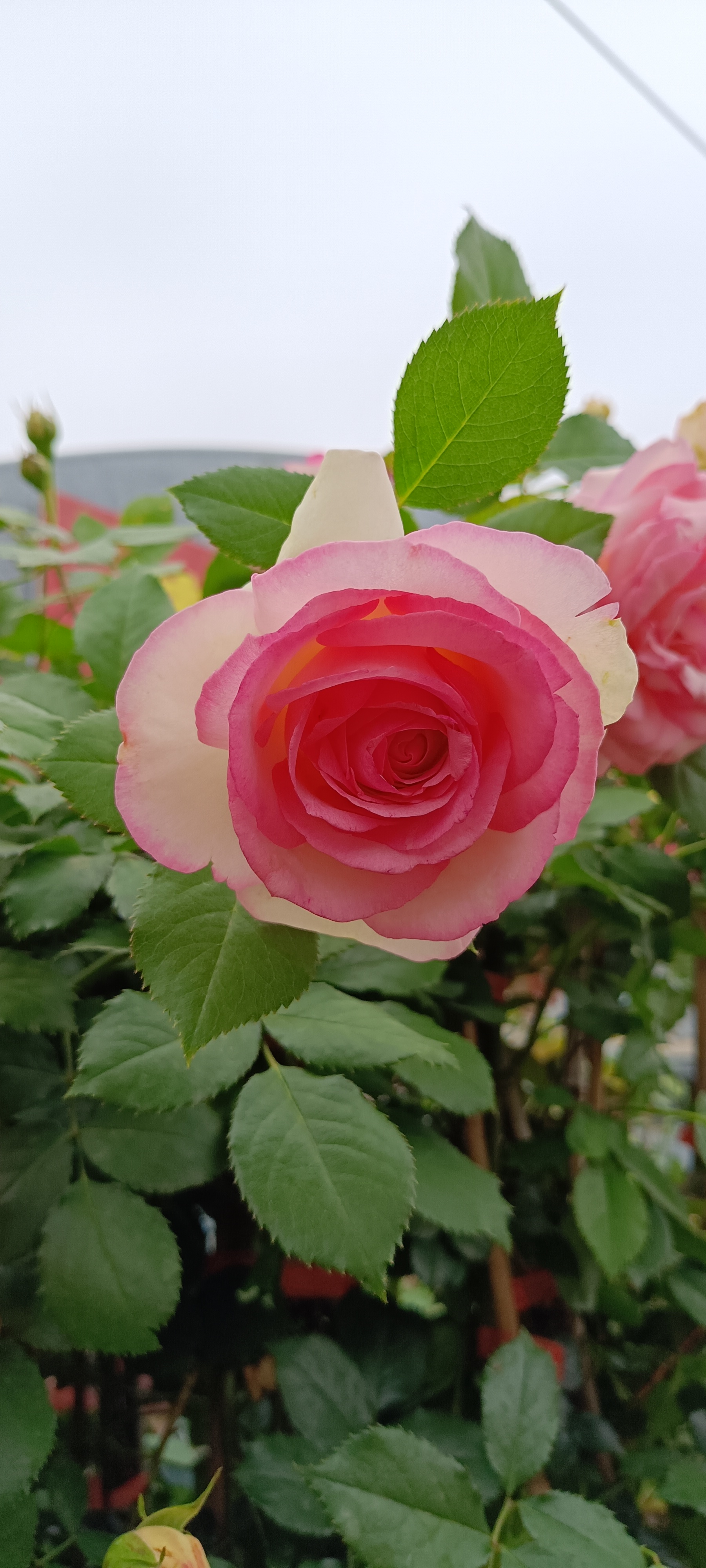 牡丹芍药之后,就看月季了.