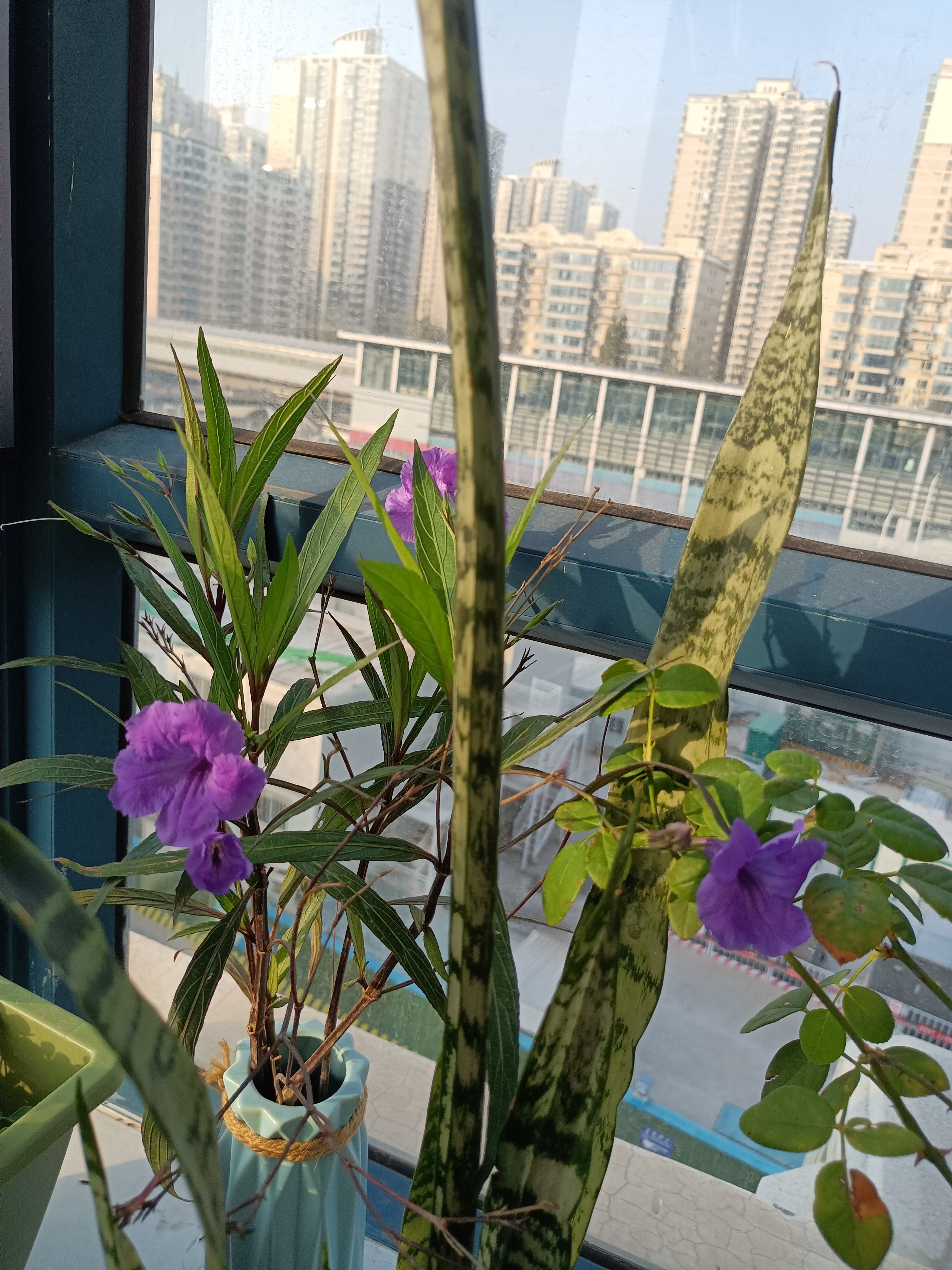 曾经水培和土培的翠芦莉,都开出紫色的小花,清新可人!