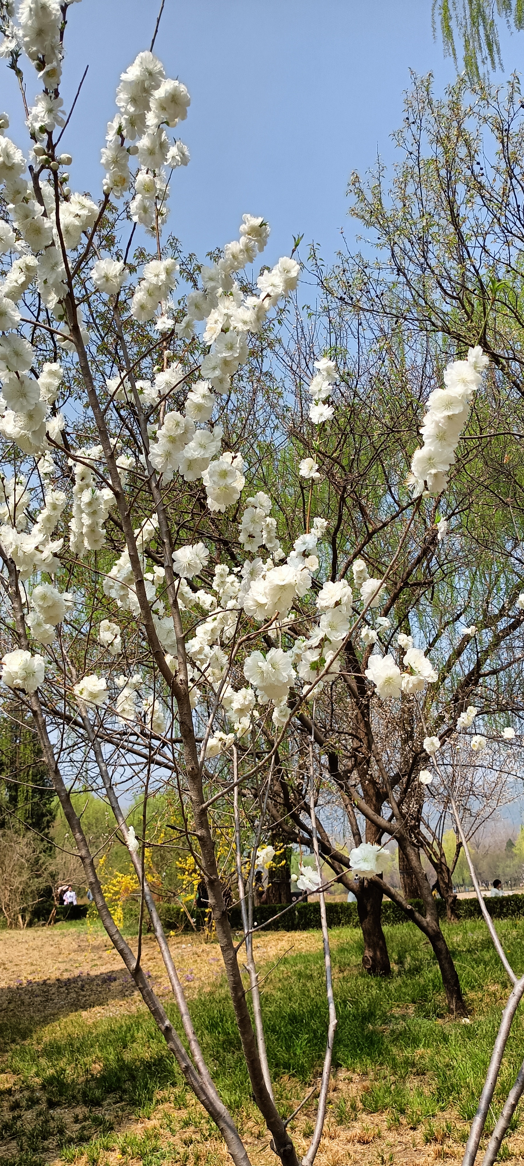 白花山碧桃图片图片