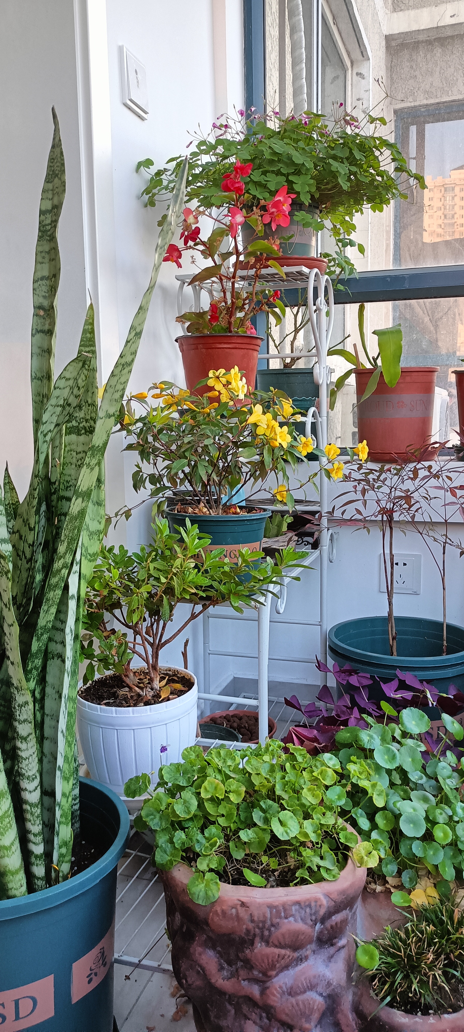 阳台的这一角,有多少种植物?请网友们数一数