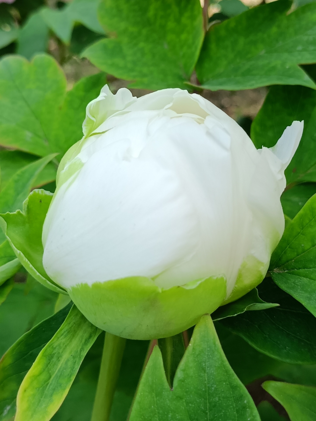 牡丹花苞,真的是太可爱了!