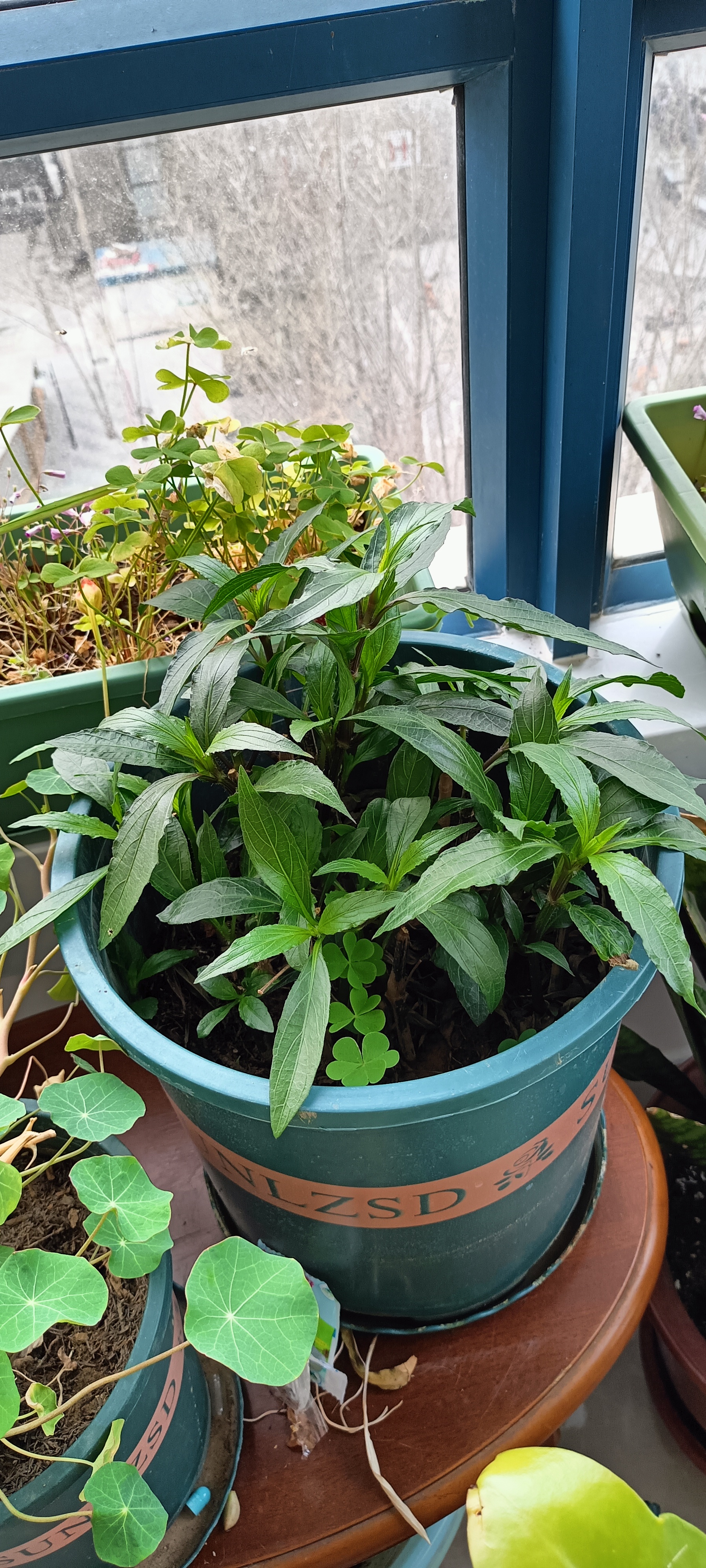 春节期间十几天没有浇水后枯萎的翠芦莉,经过修剪养护,已经长出了花苞