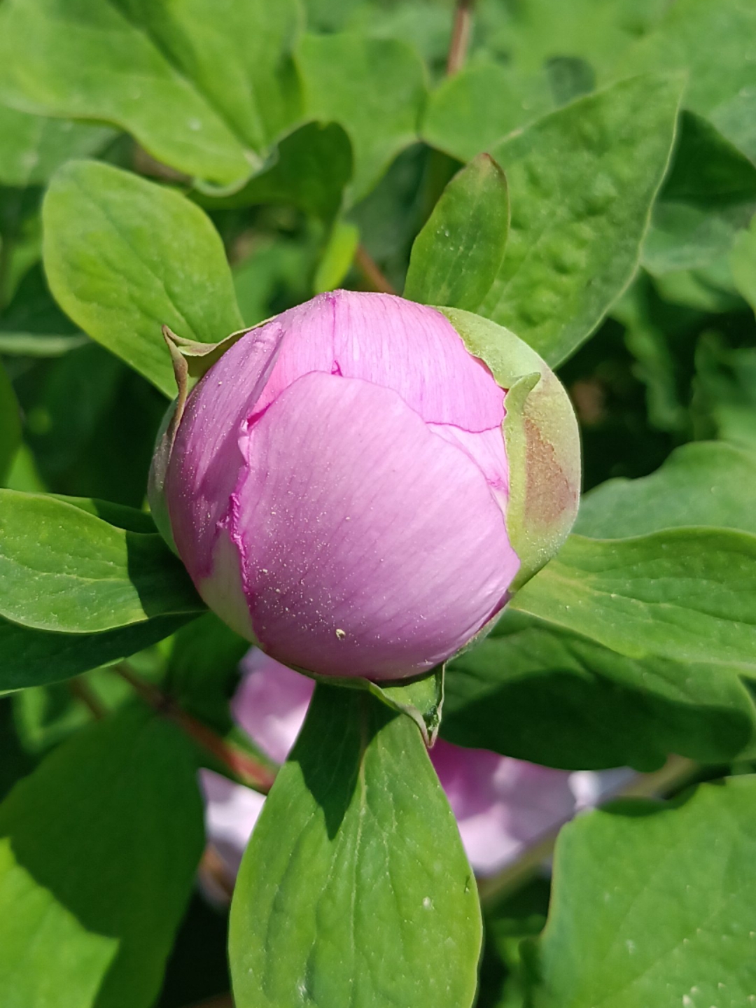 牡丹花苞,真的是太可爱了!