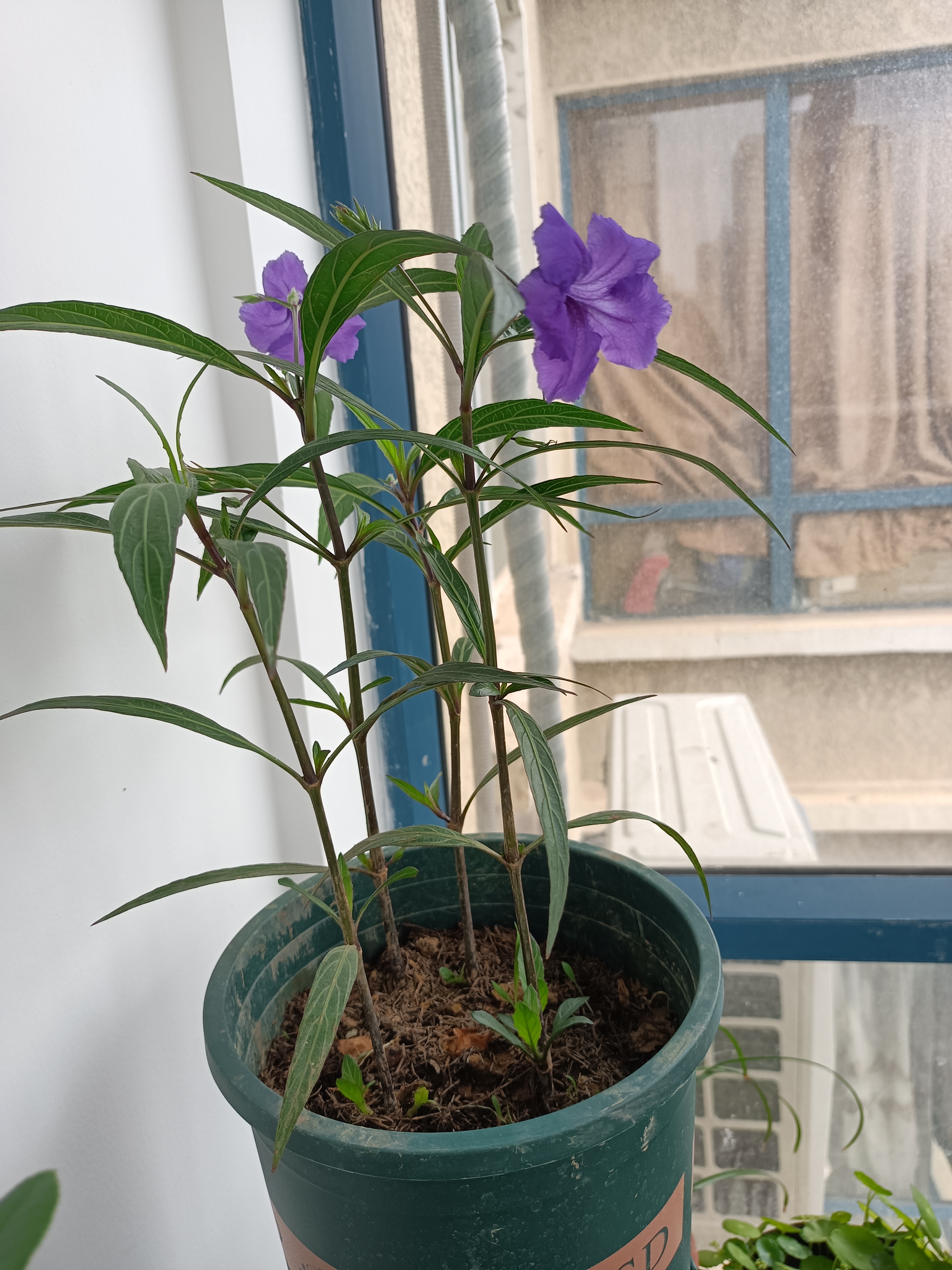 曾经水培和土培的翠芦莉,都开出紫色的小花,清新可人!