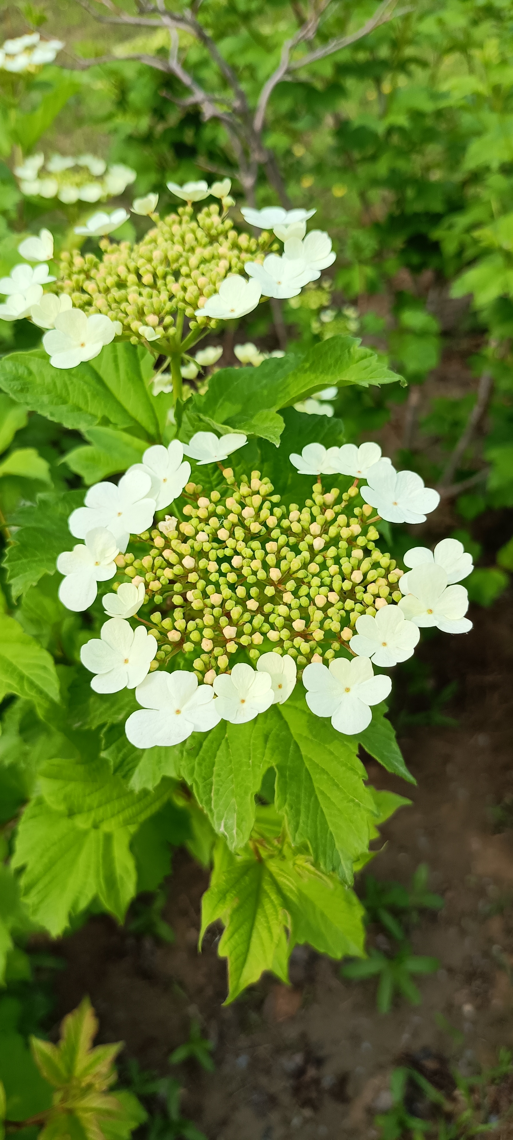 园艺工作者真是太棒了,为我们种植了这么可爱的欧洲荚蒾.
