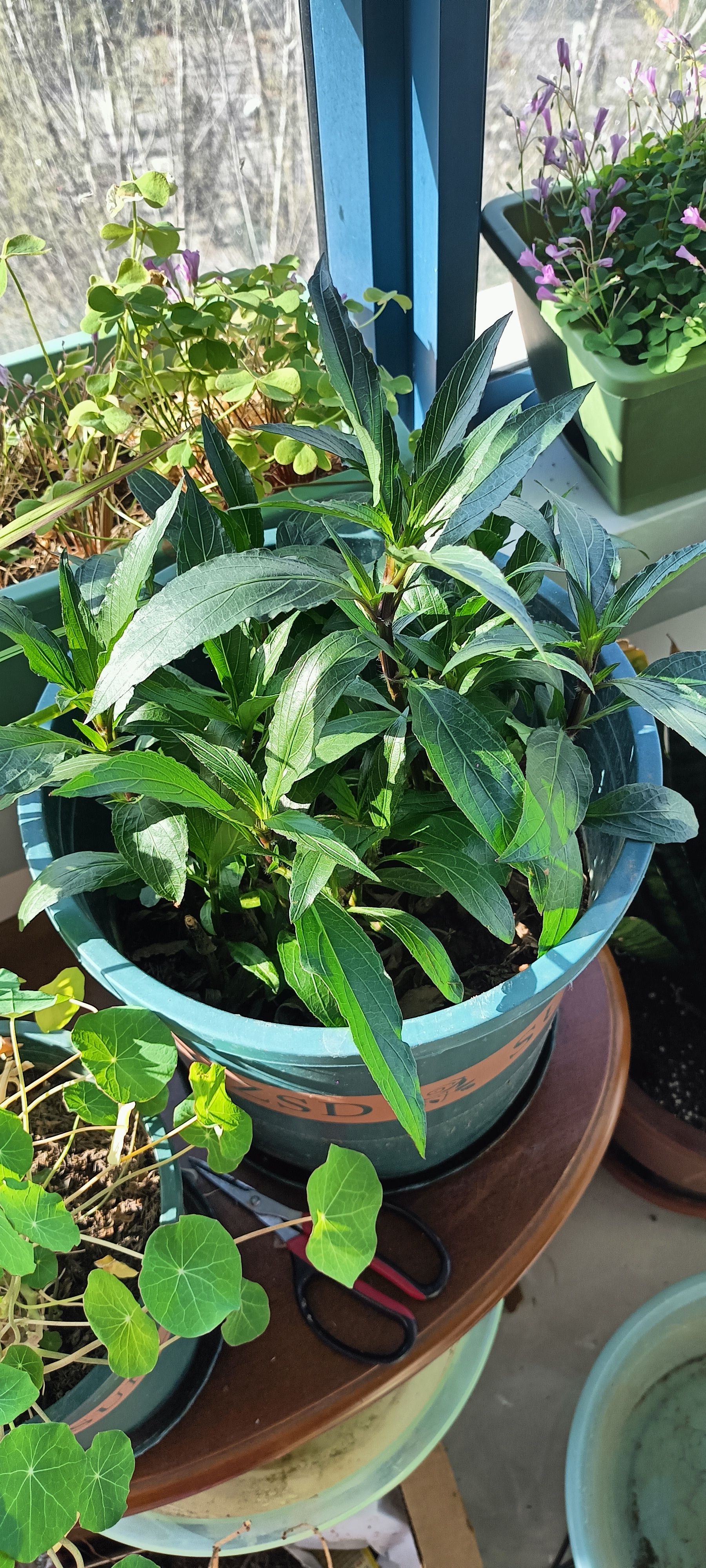 春节期间十几天没有浇水后枯萎的翠芦莉,经过修剪养护,已经长出了花苞