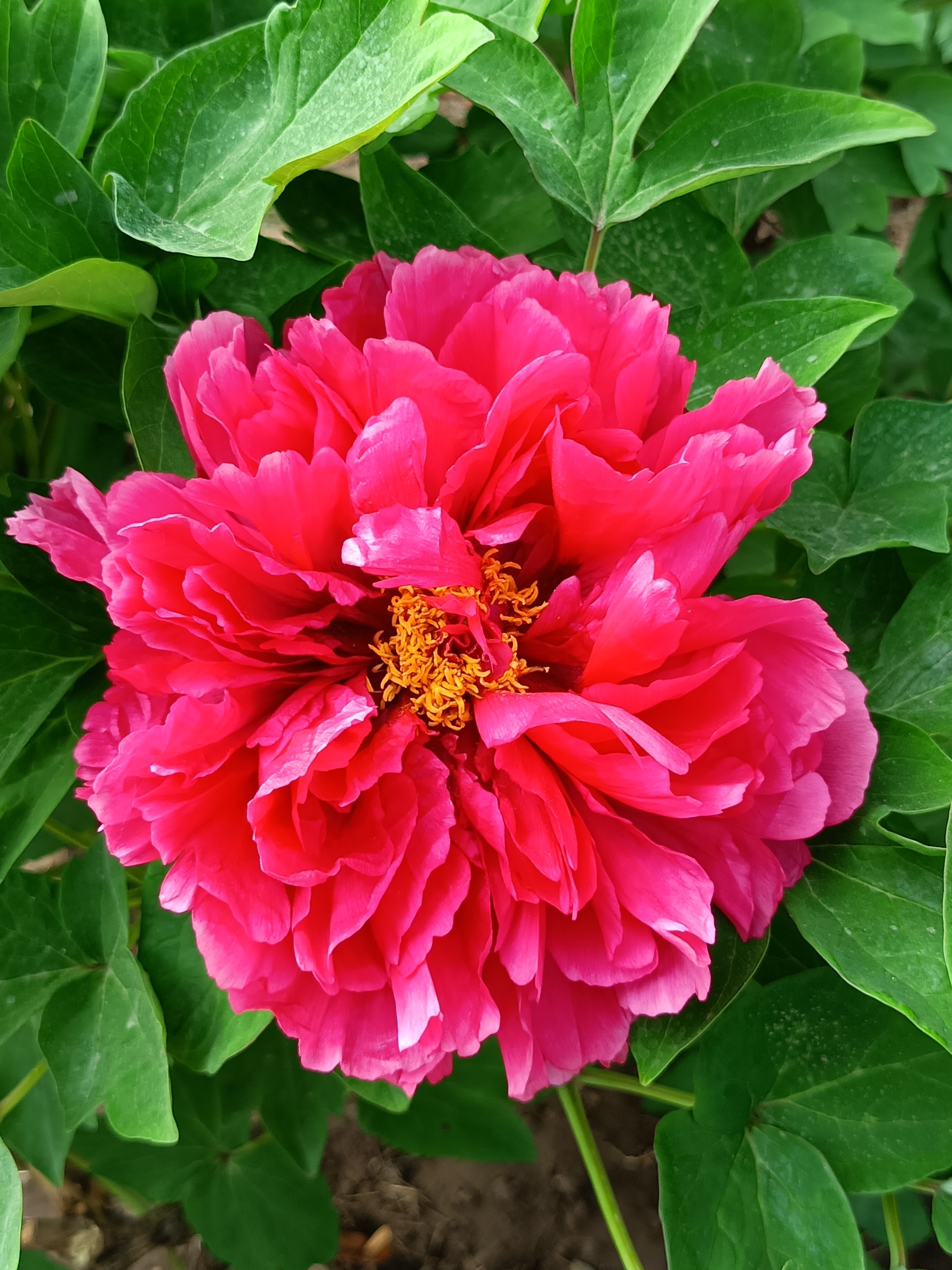 牡丹花开,繁花似锦,生机盎然,这盛开的牡丹花仿佛是大自然的赠礼