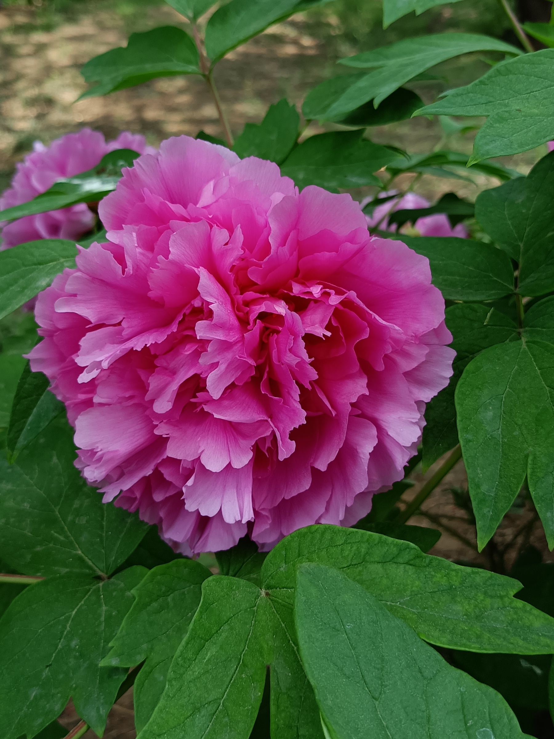 牡丹花开,繁花似锦,生机盎然,这盛开的牡丹花仿佛是大自然的赠礼