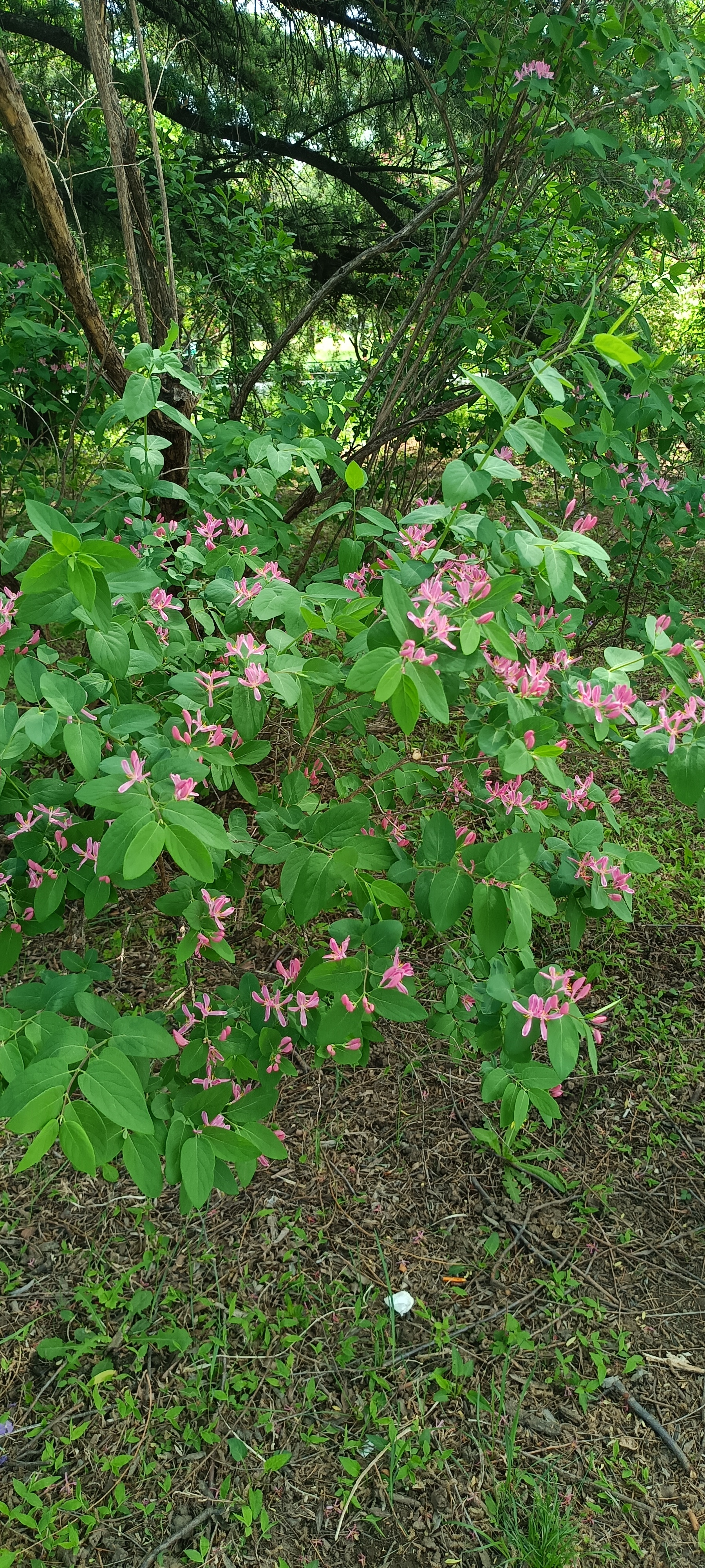 花伴侣app查询,这棵叫做蓝叶忍冬,叶子也不是蓝色呀?好奇怪!