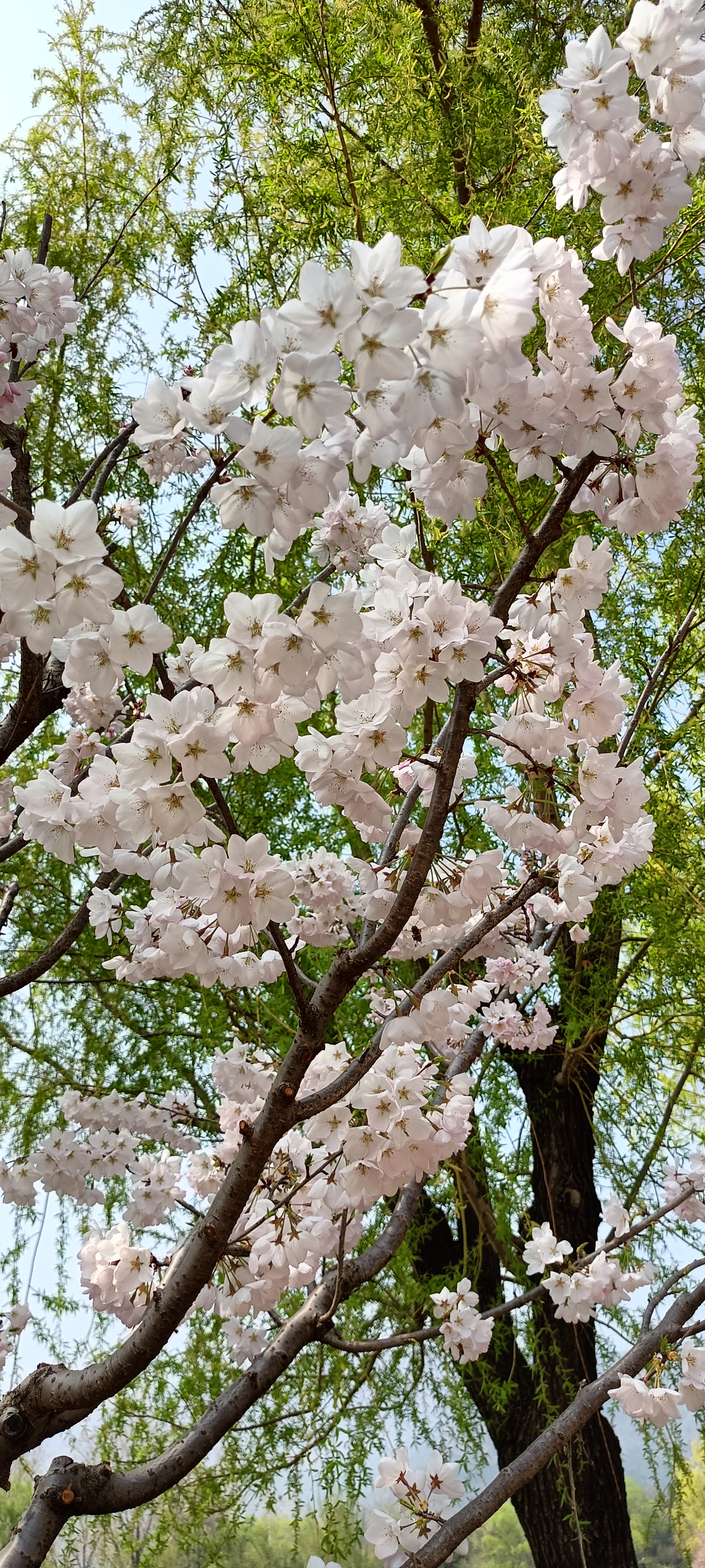 白花山碧桃图片图片