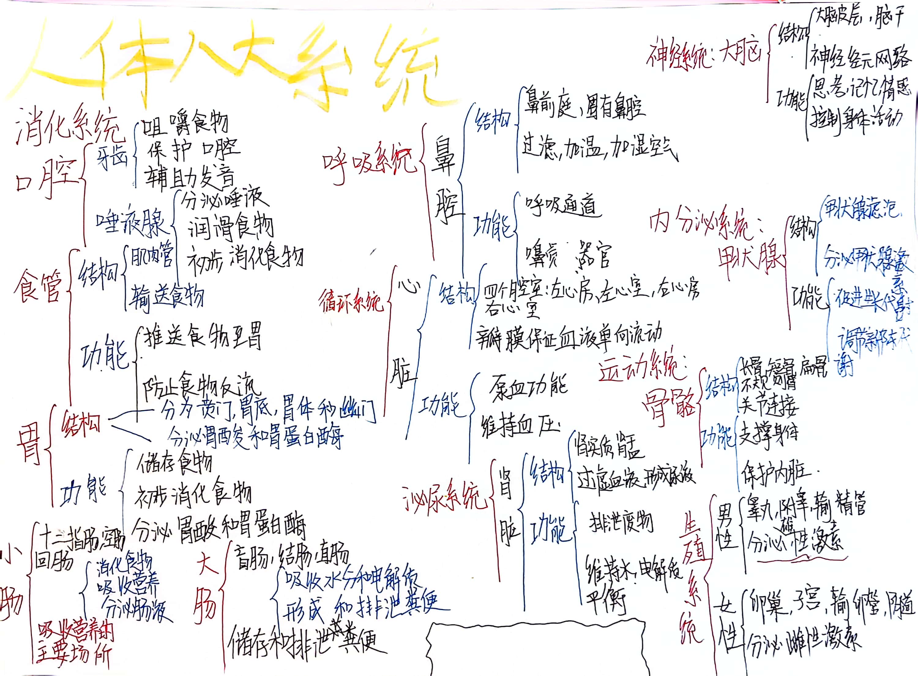 学习成长计划  人体八大系统思维导图