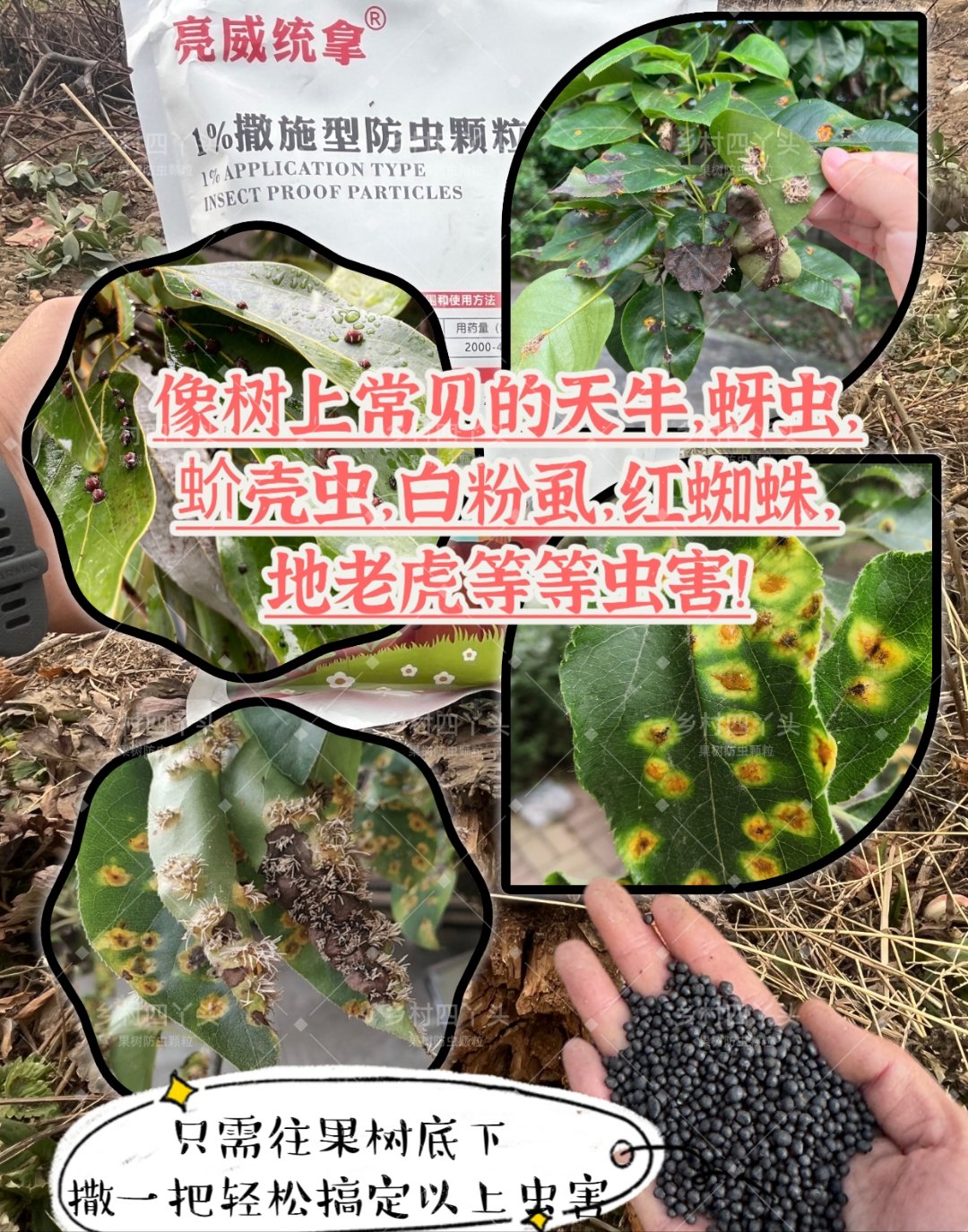 果农们,如果发现果树下面有一堆新鲜的木屑,说明有牵牛幼虫,住宿虫