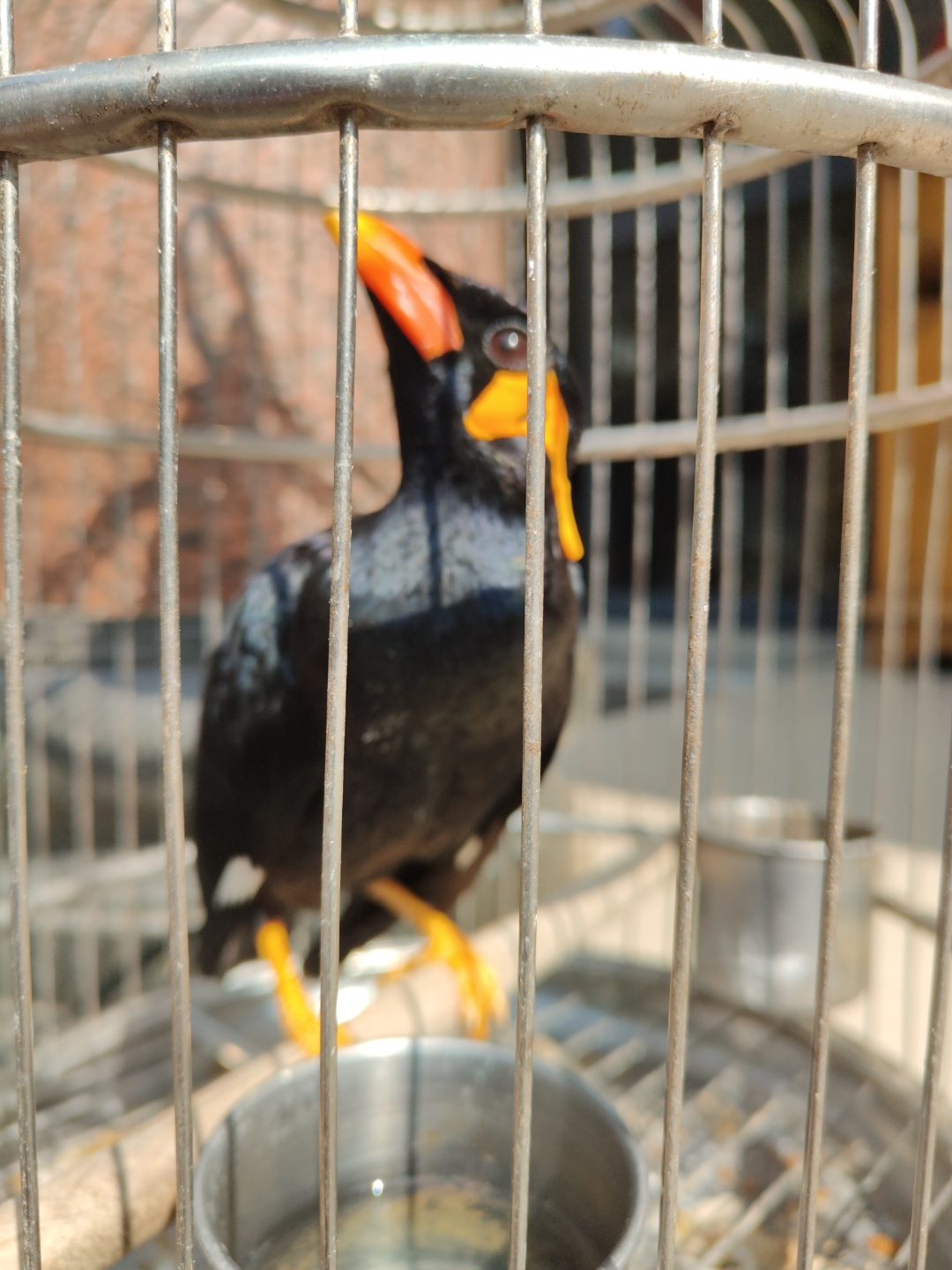 鹩哥🖤一只黑色的神秘之鸟🖤