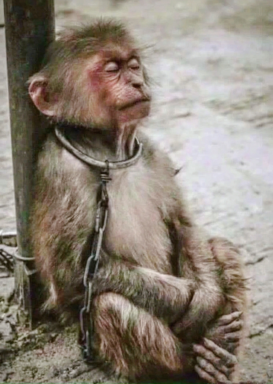 一个中年的猴子,表演完,很累,中场休息时靠着柱子闭目养神.