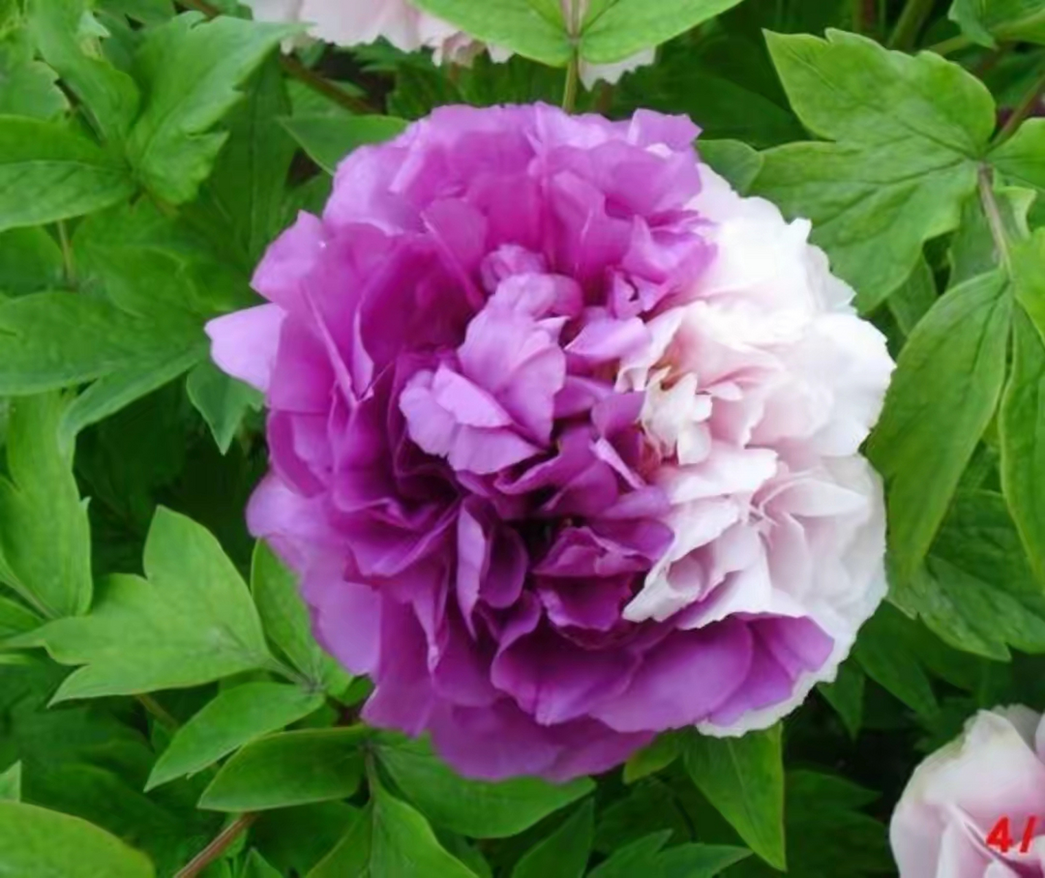 牡丹名贵品种:花二乔 花二乔盛开时,花朵上呈现红白两种颜色相互辉映