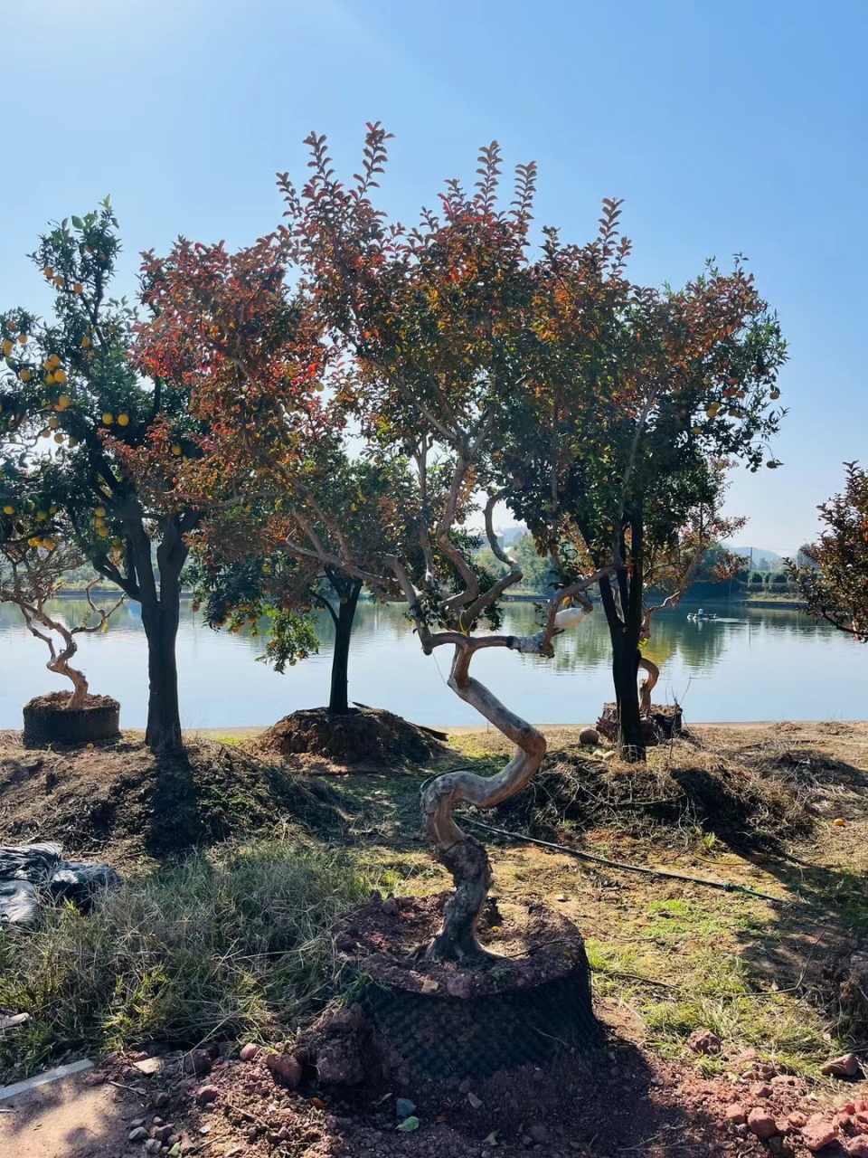 造型紫薇 进口造型树