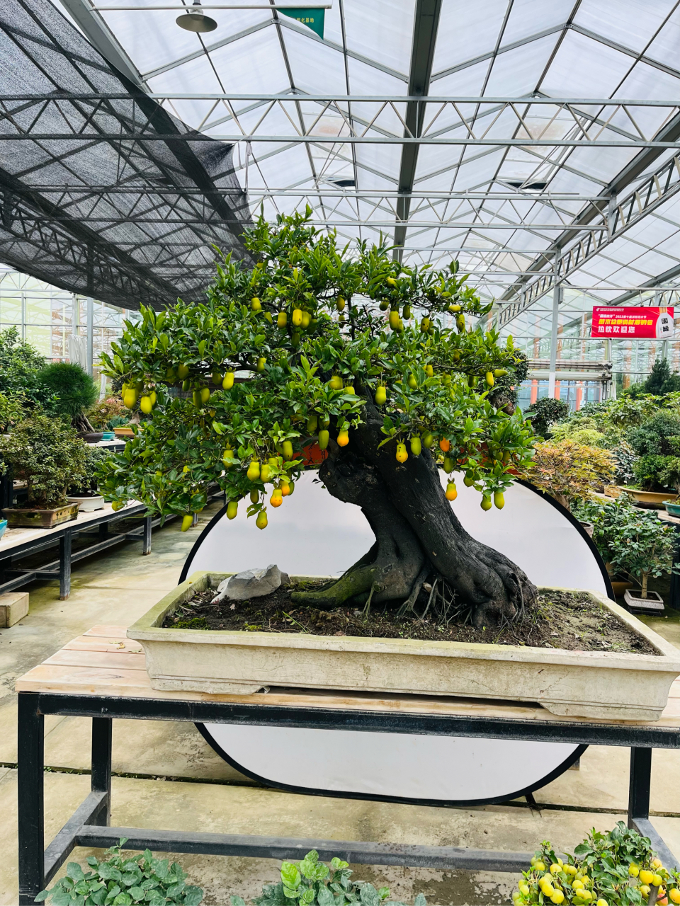 秋天的果实『羊奶果 老鸦柿 金弹子』