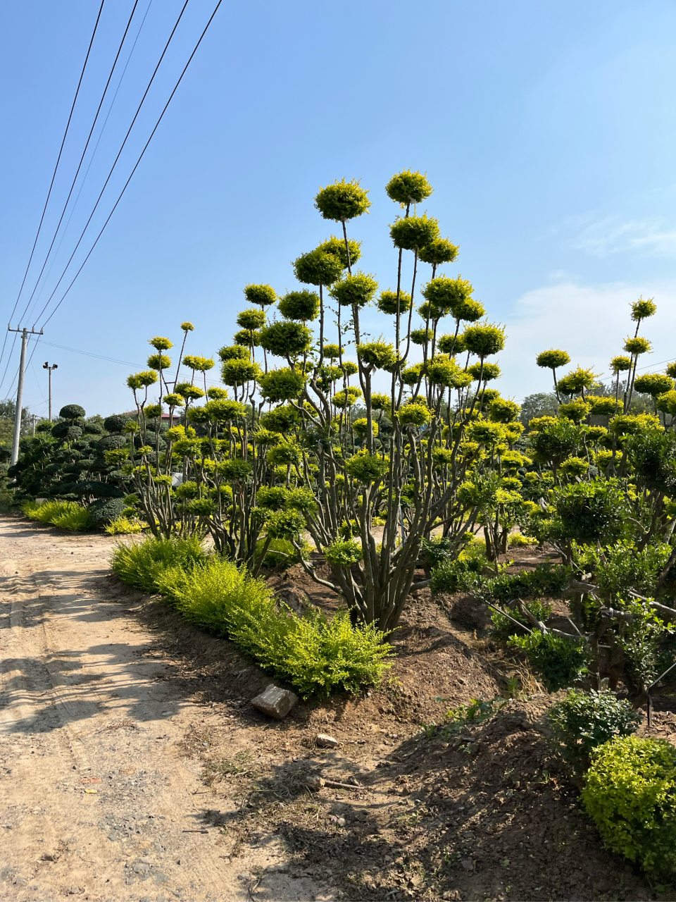 亮晶女贞 小叶女贞造型树 棒棒糖