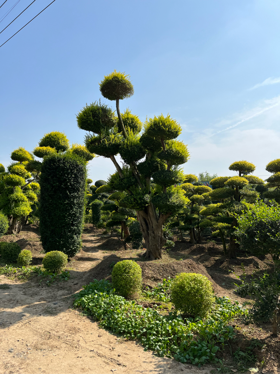亮晶女贞 小叶女贞造型树 棒棒糖