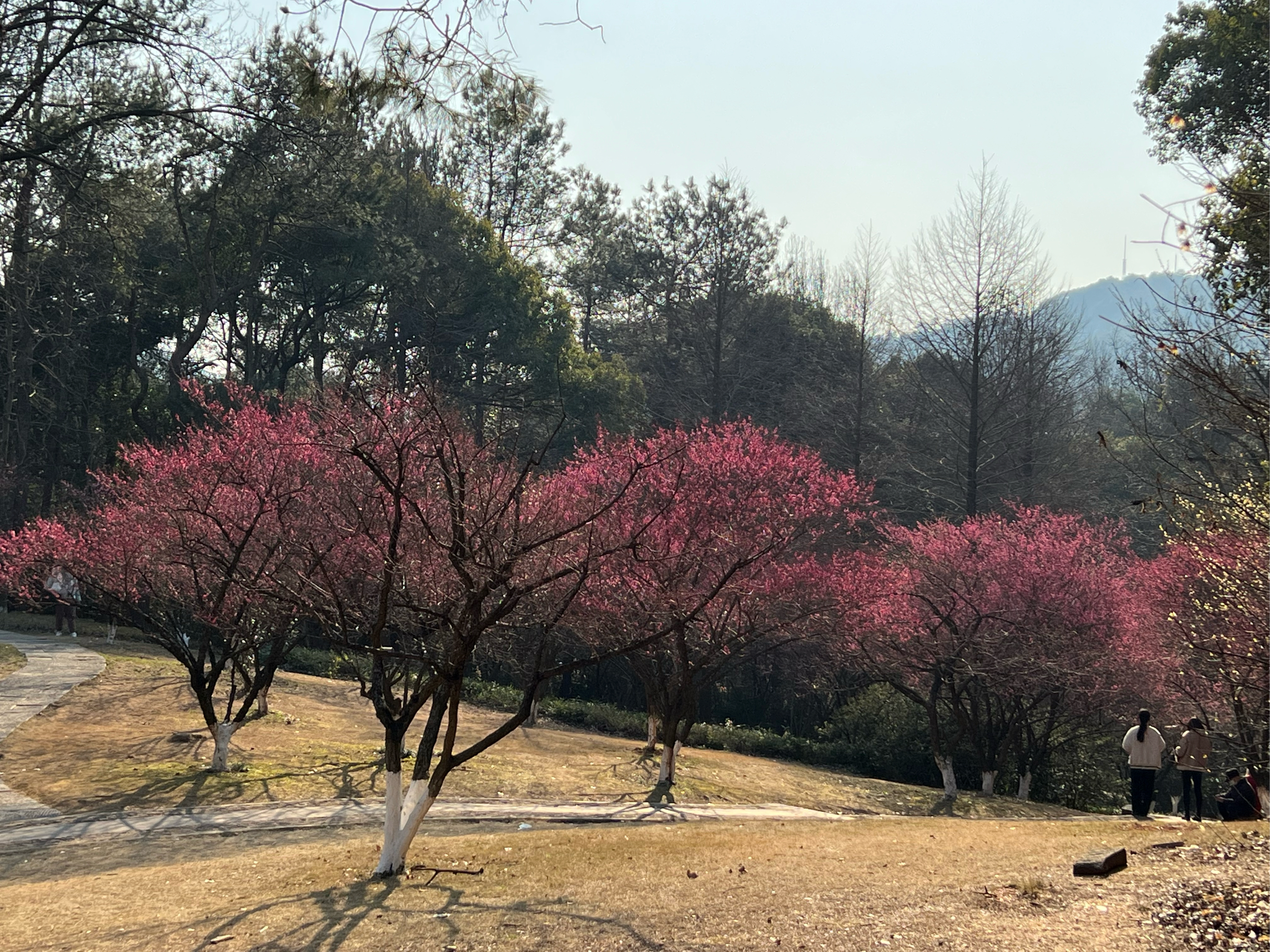 杭州植物园灵峰探梅图片