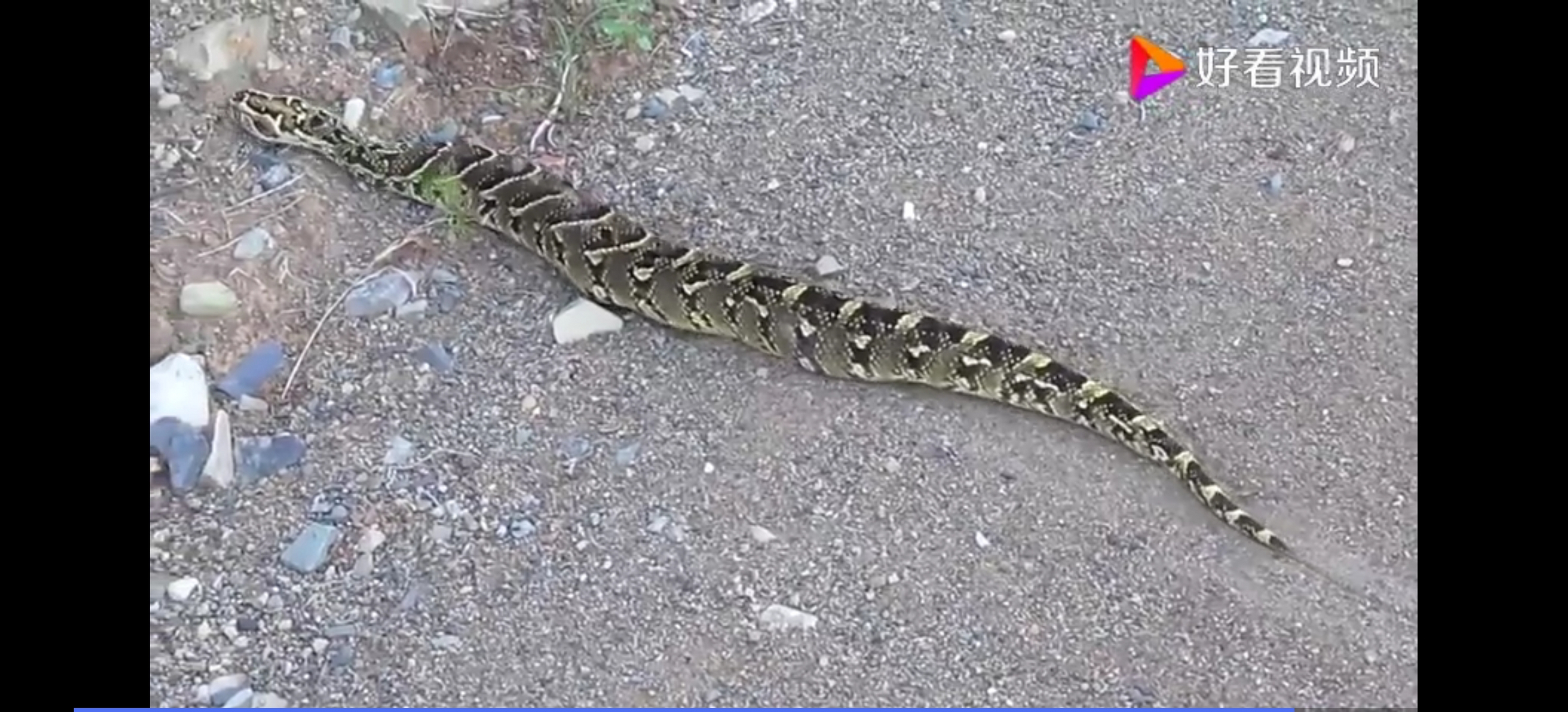 鼓腹咝蝰 鼓腹咝蝰在爬行