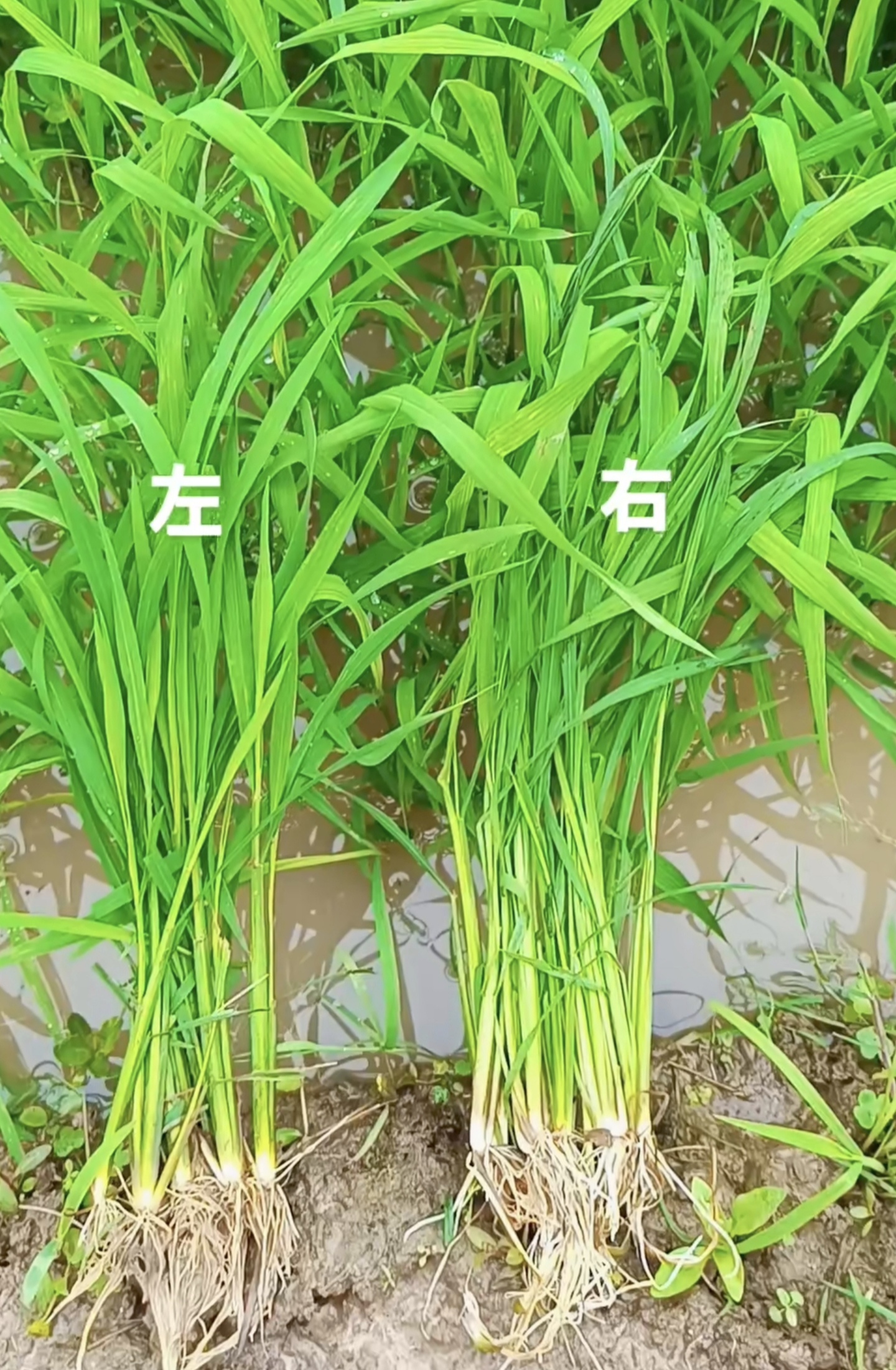 别再动不动就说回去种田了,一个最简单的问题,哪个是草,哪个是秧苗,再