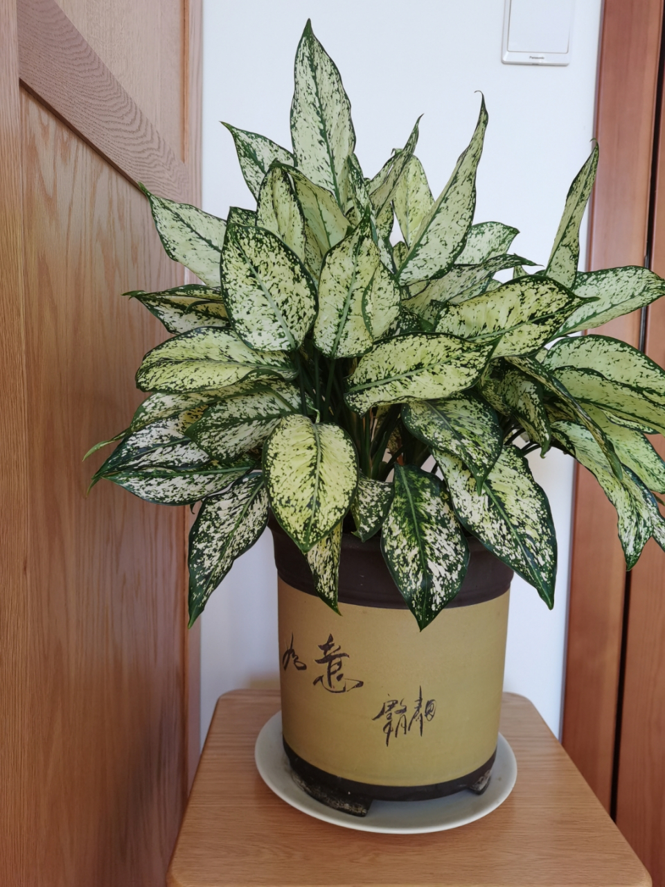 翡翠皇后,生机勃勃!