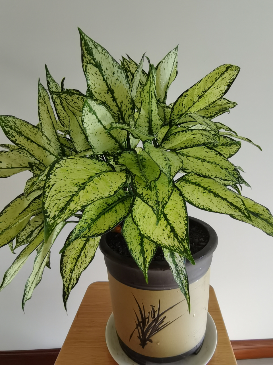 翡翠皇后,生机勃勃!