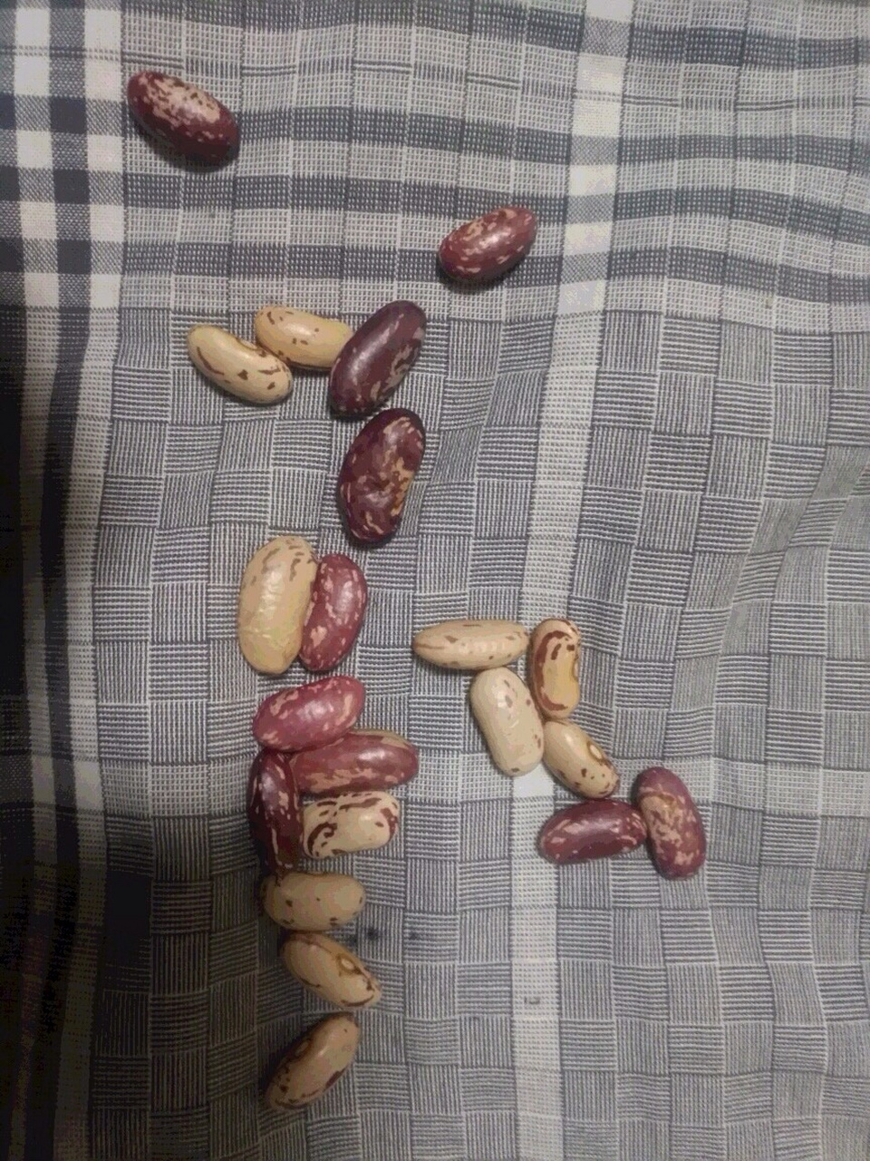 这种豆子叫紫圆豆,是芸豆的一种,今天我姥爷买了一些给我,它的表面是