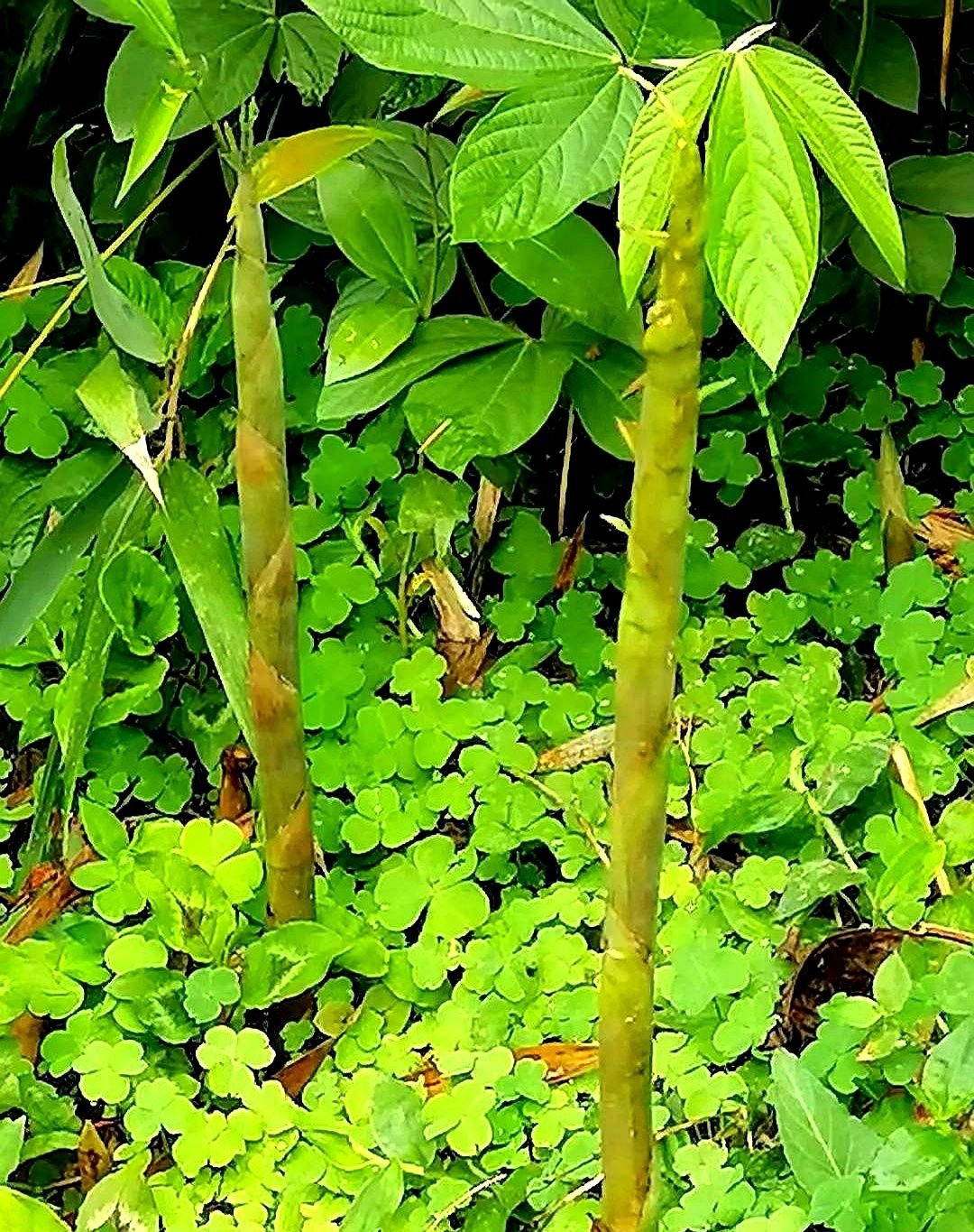 80多年前,患病的太爷听说自己的侄子添丁以后,仰天