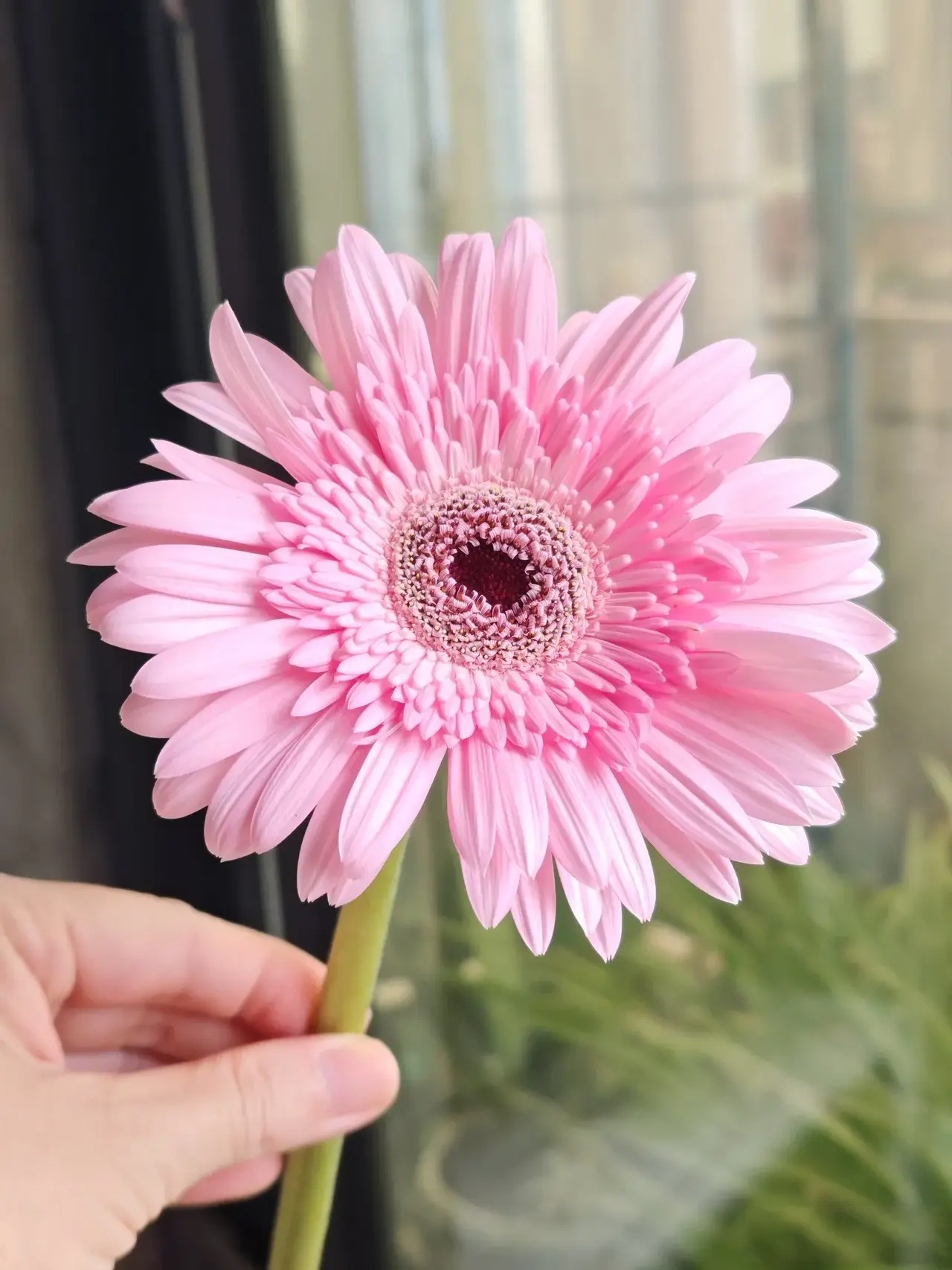 粉色太阳花,粉粉少女心