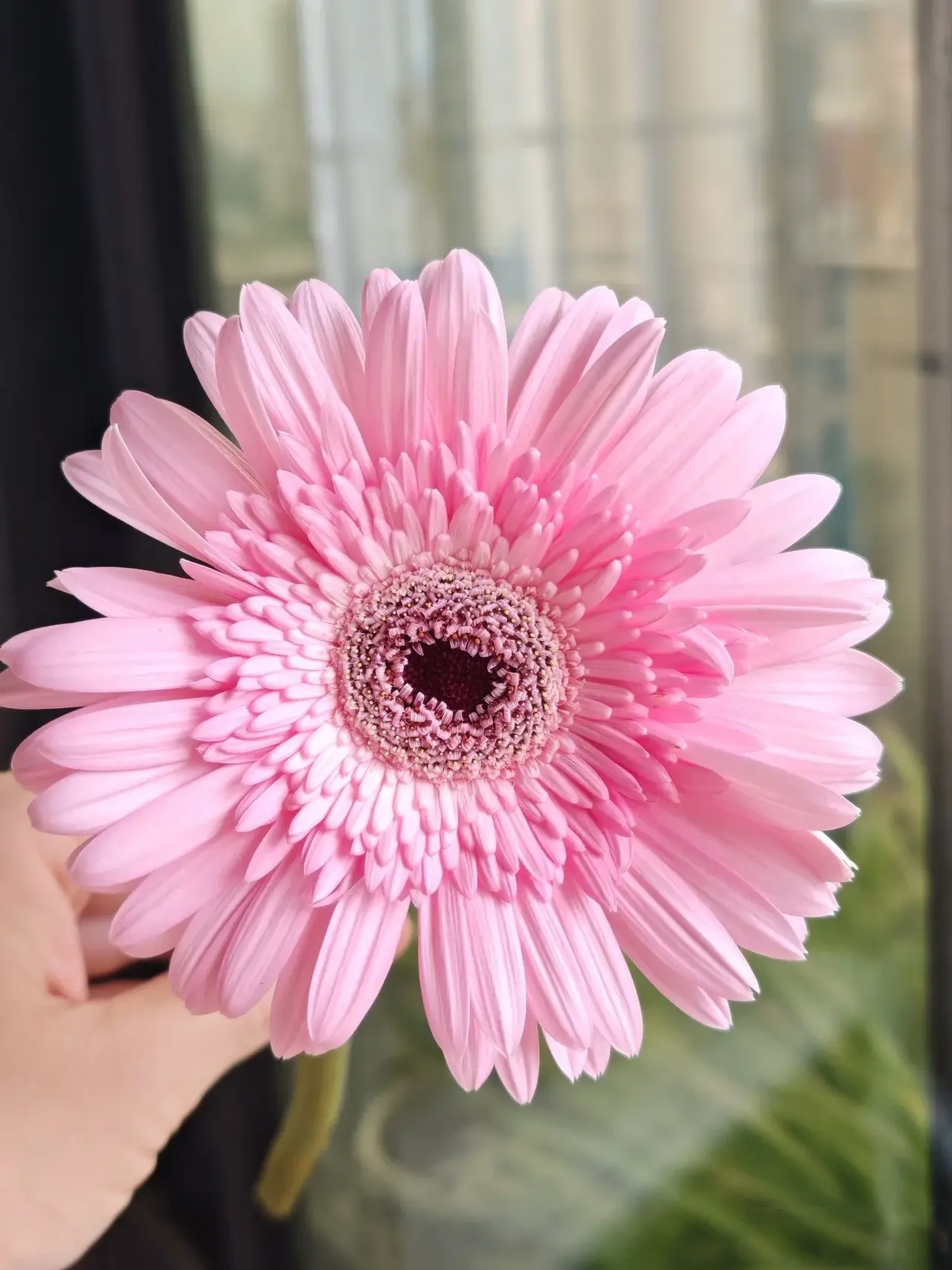 粉色太阳花,粉粉少女心