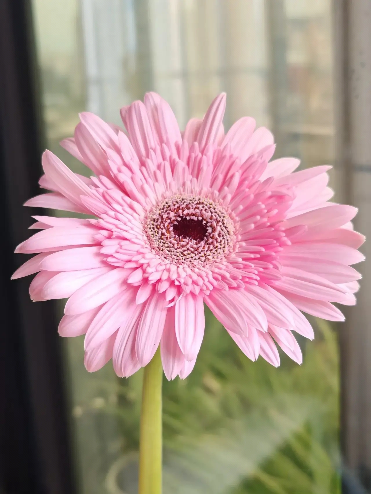 粉色太阳花,粉粉少女心