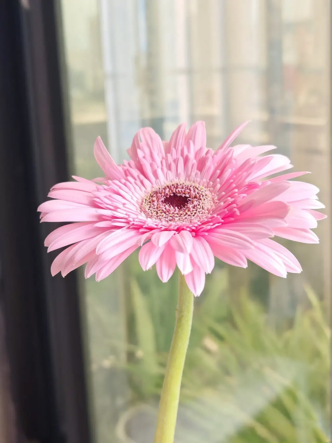 粉色太阳花,粉粉少女心