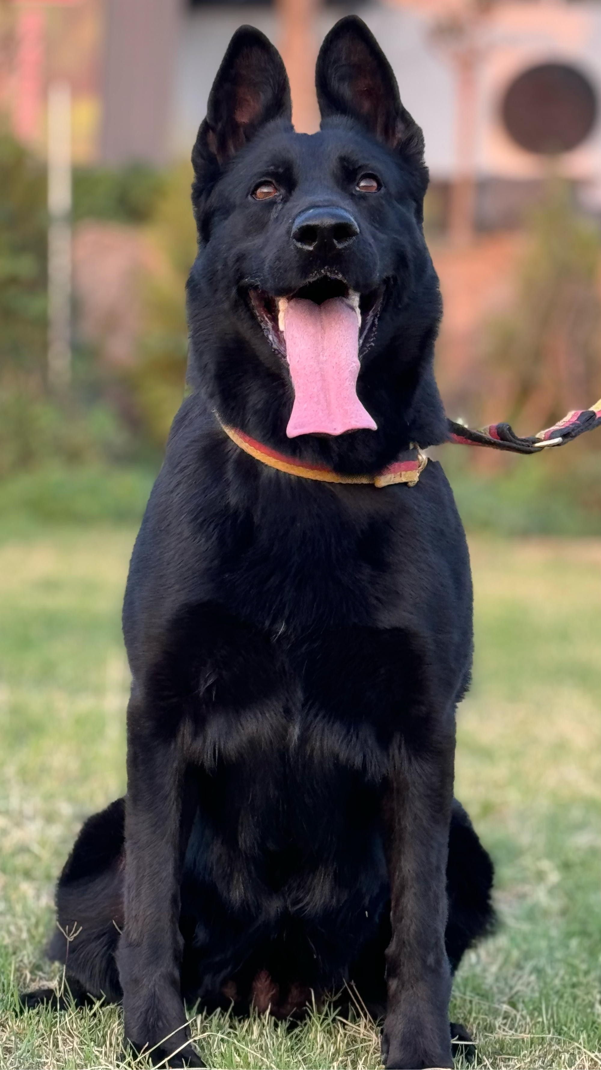 东德牧羊犬黑色标准图片