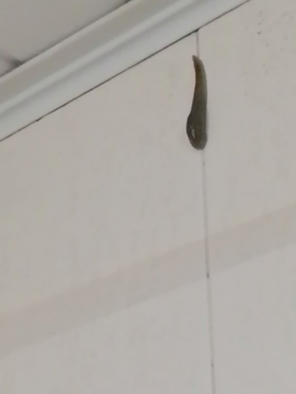这tm分明是楼上爬下来的鼻涕虫啊