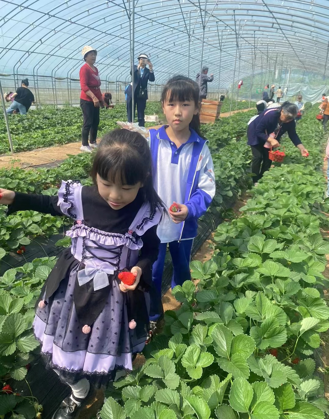 小朋友说要吃草莓,今天带他们到草莓园亲自采摘,感受