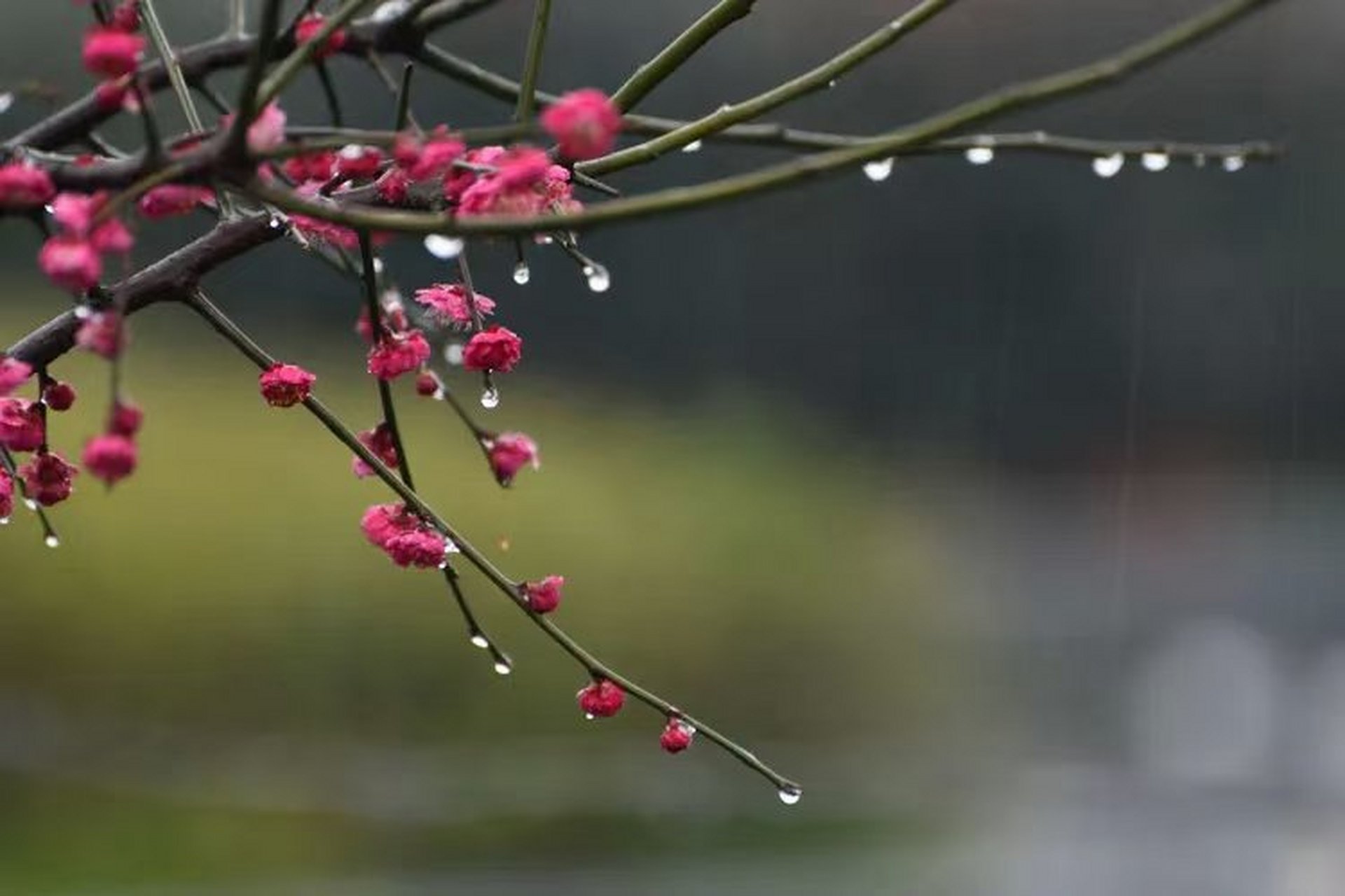 终日寻春不见春,芒鞋踏破岭头云. 归来偶把梅花嗅,春在枝头已十分.