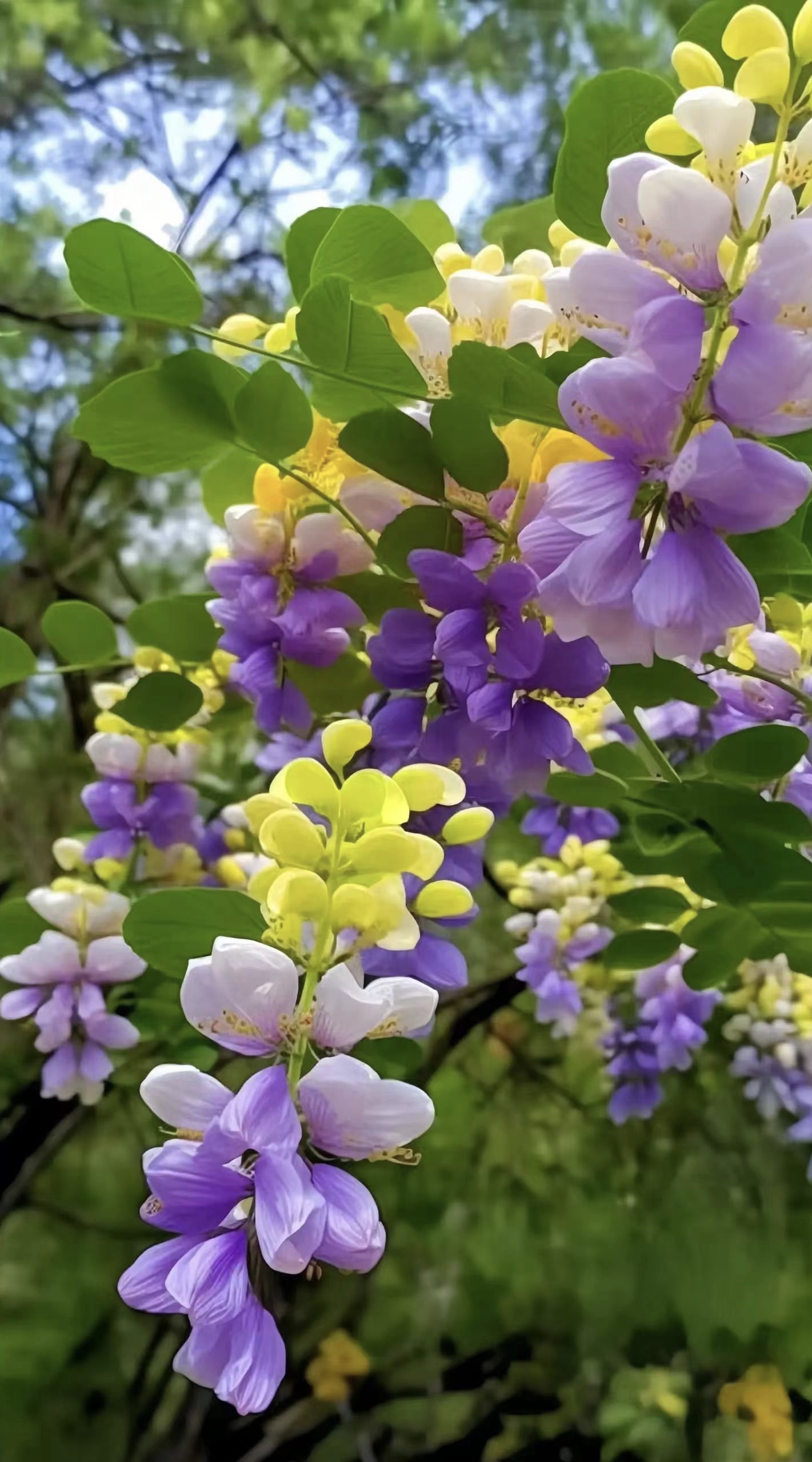 花树的图片大全大图图片