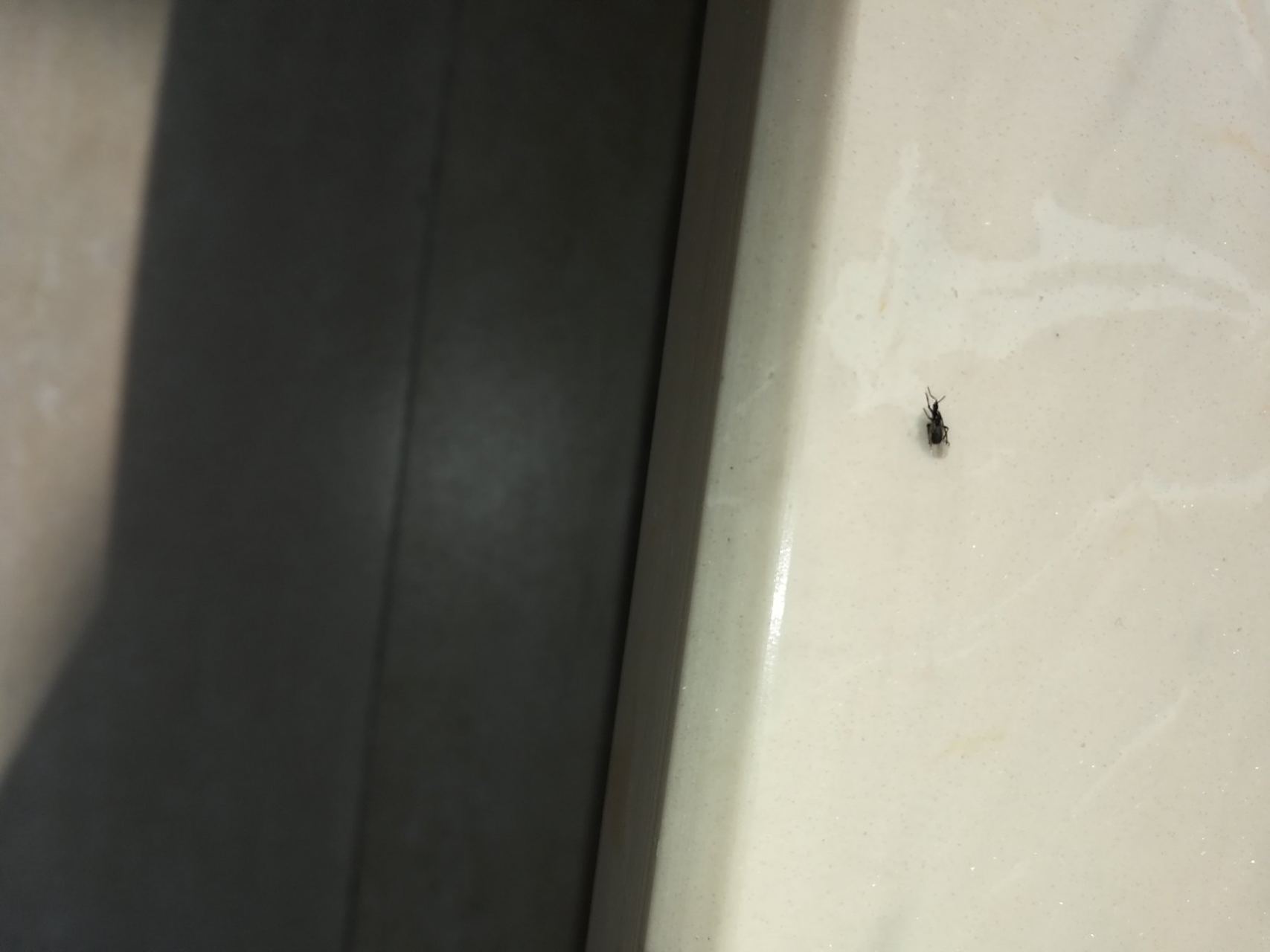 哪位大俠告诉我,这是什么虫,会咬人吗?谢谢!