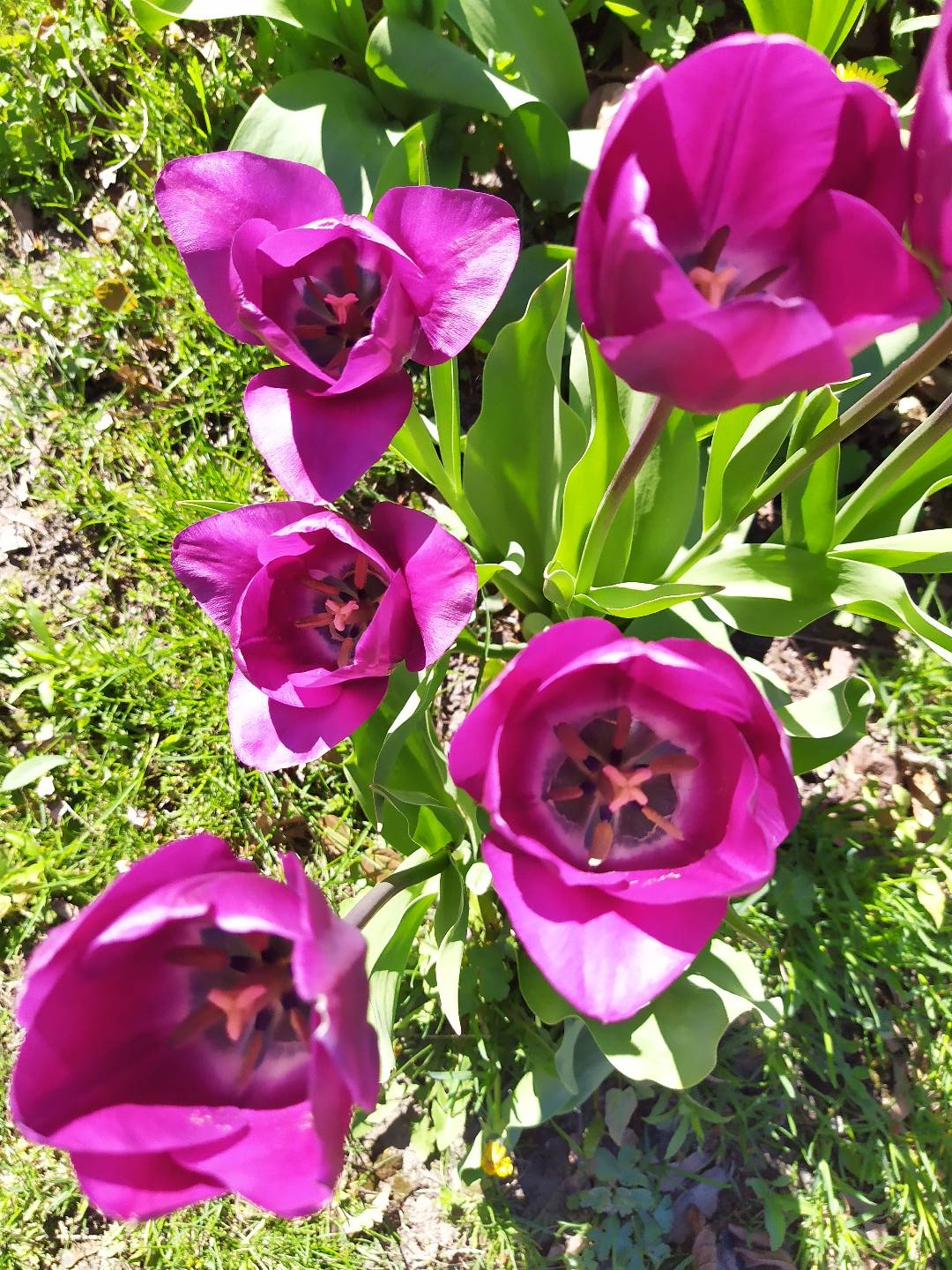 门前的花园各种鲜花生机勃勃,看着每一朵花的笑颜是那么争奇斗艳,欣赏