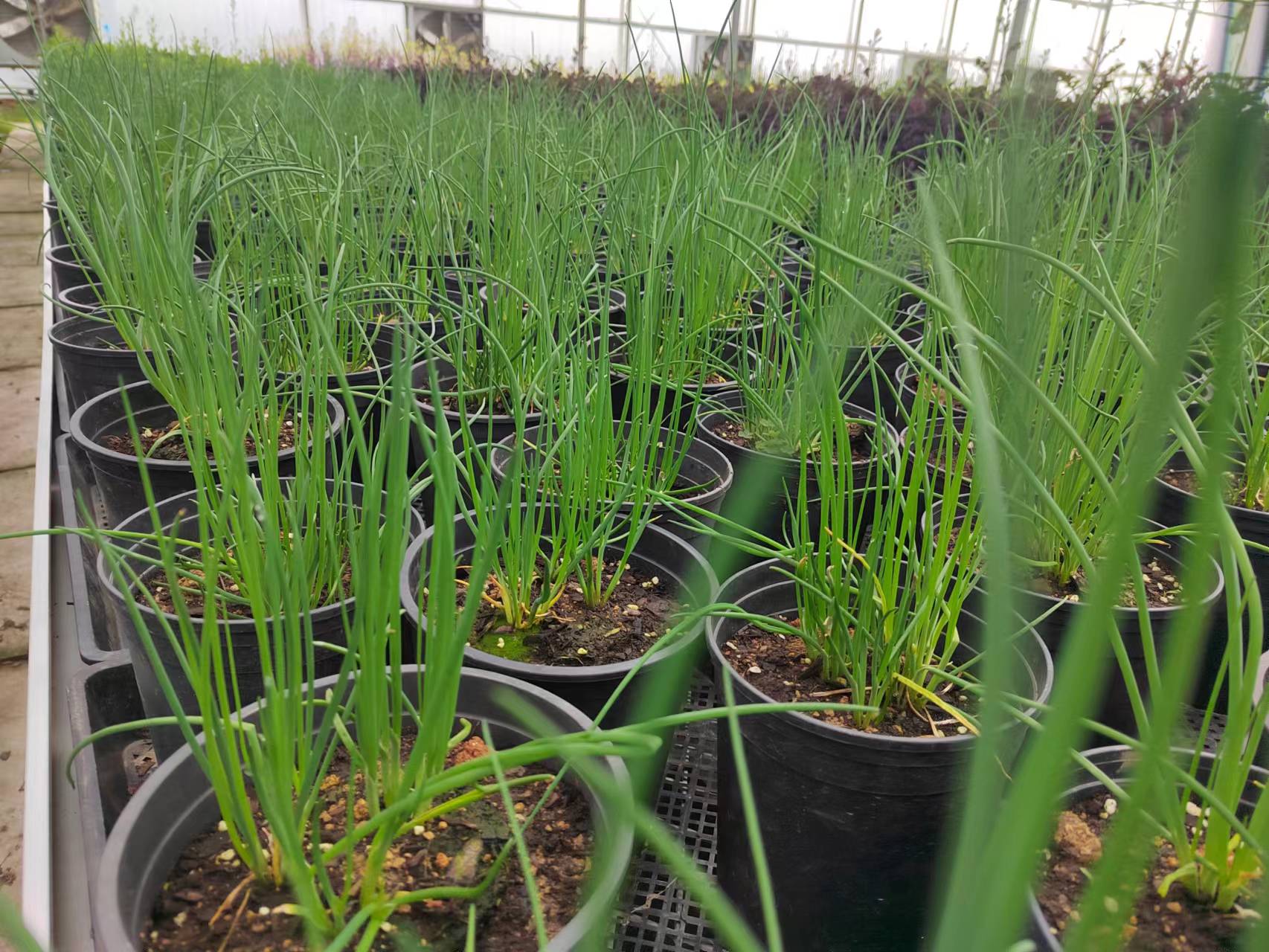 属性:百合科葱属多年生草本植物.