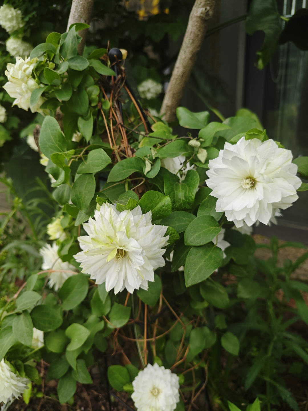 邻居夫妻俩,平时经常有口角,吵起架来谁也不让谁