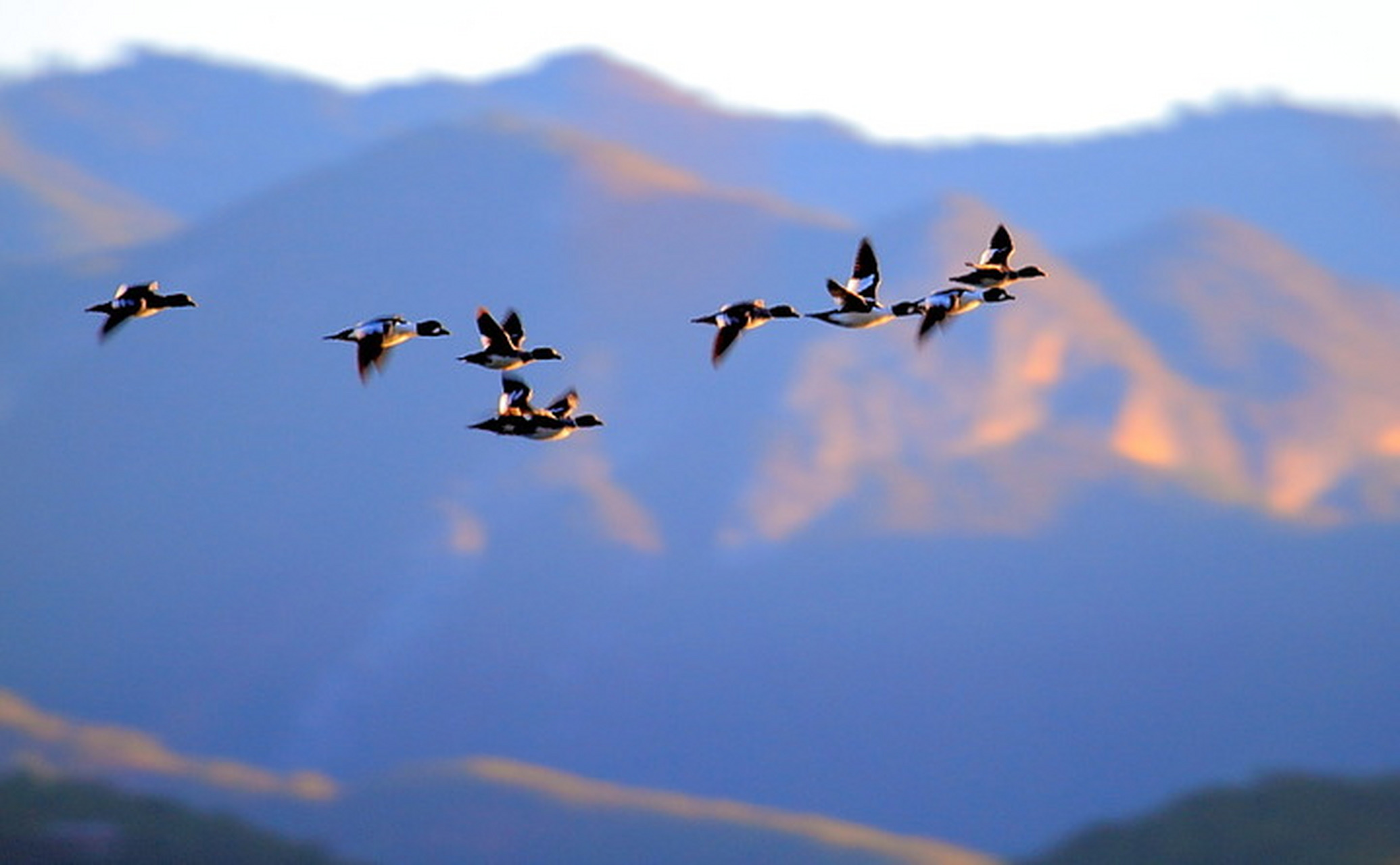 与大雁齐飞,目之所及皆是广袤天空;与苍蝇为伍,所到之处皆是污秽狼藉.