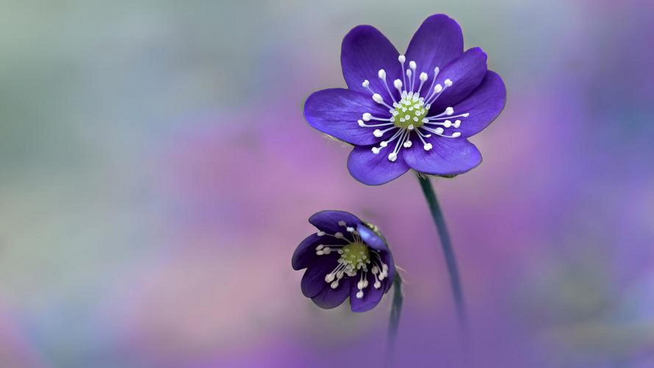 就像花朵珍视雨露,珍惜每一份不期而遇    ——人民日报摘抄