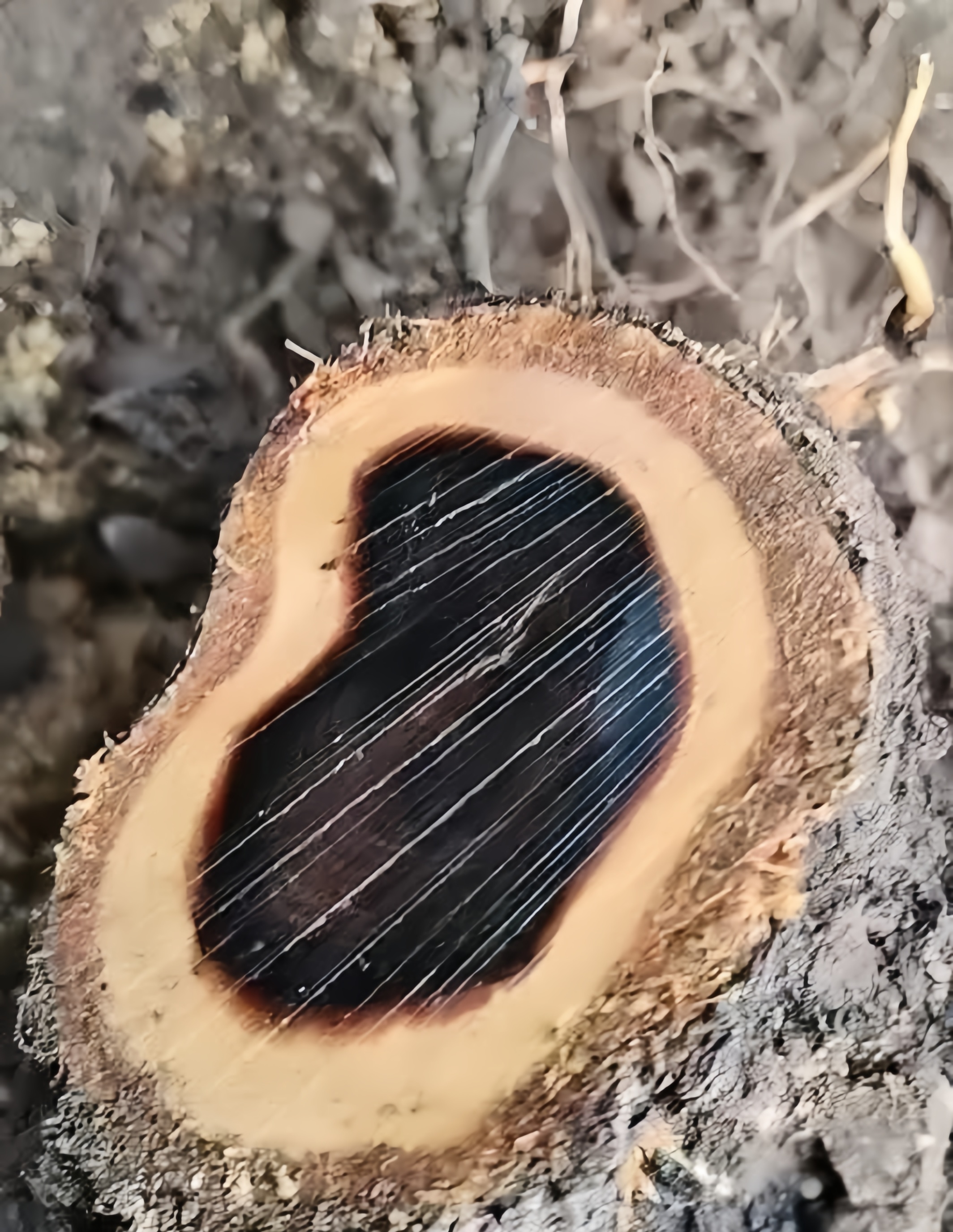 大家帮忙看看这个是不是雷击木,听闻雷击木乃至阳之物,能辟邪,万邪不