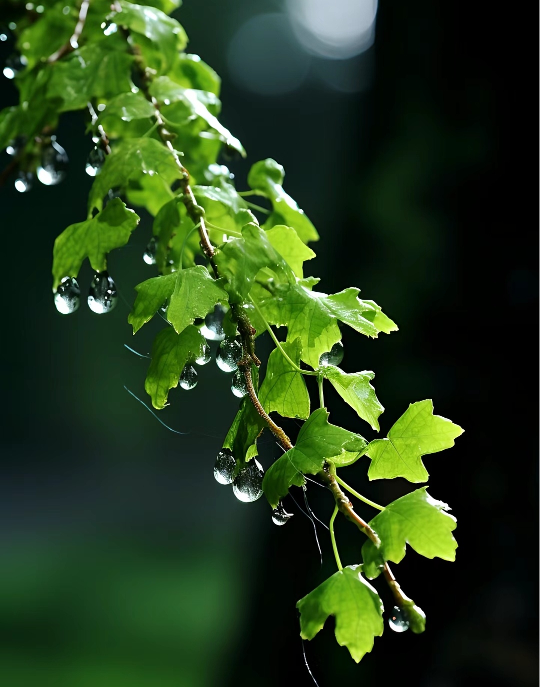 雨后树叶上水珠的图片图片