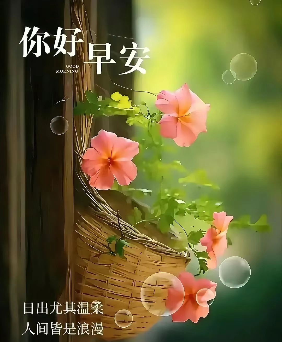 清新绿意,花篮点缀,温暖色调传递宁静平和的早安问候.